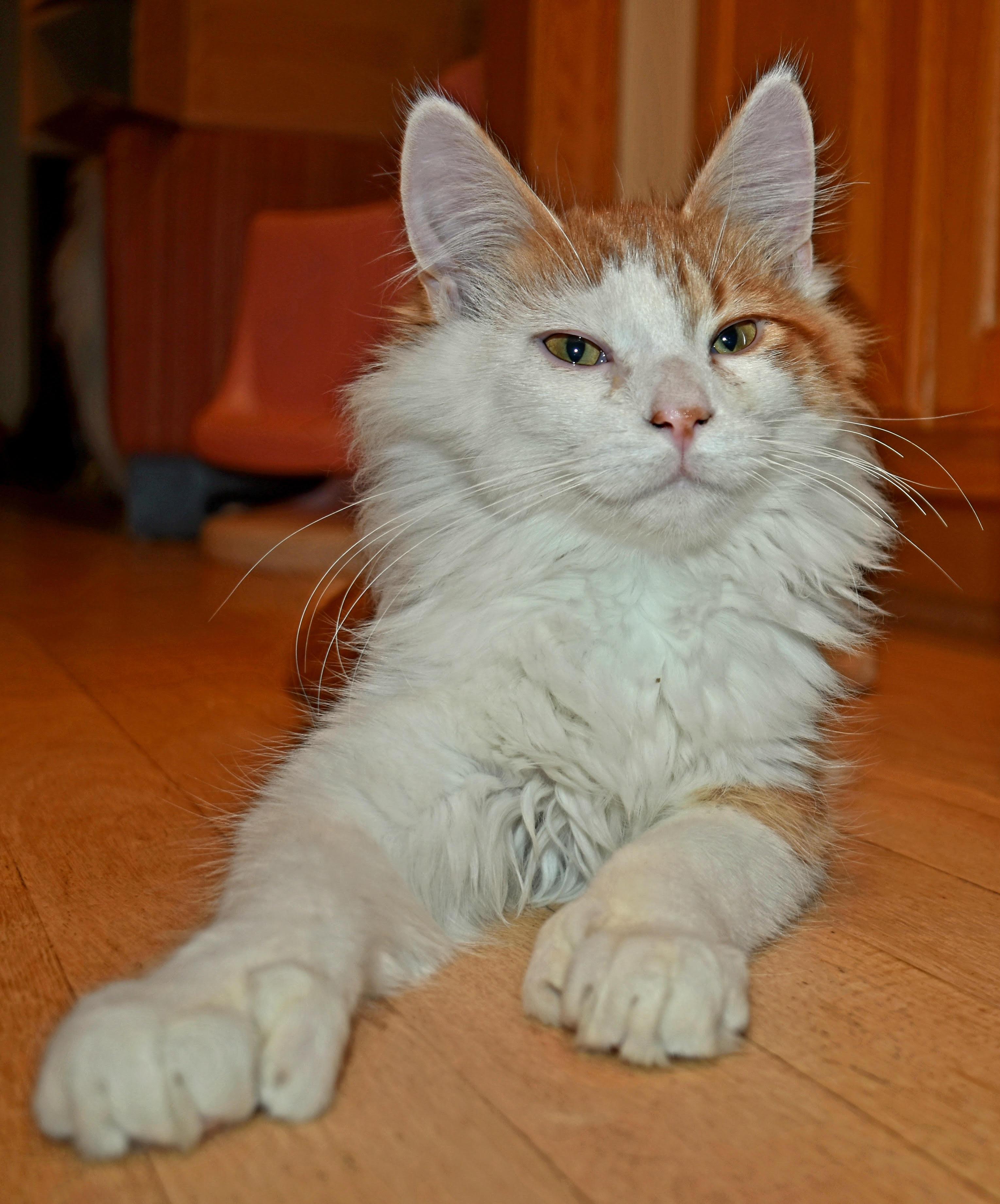 Enlarge Mr Mittens, a Adopted Domestic Long Hair in Lakeville, MN image 4/5