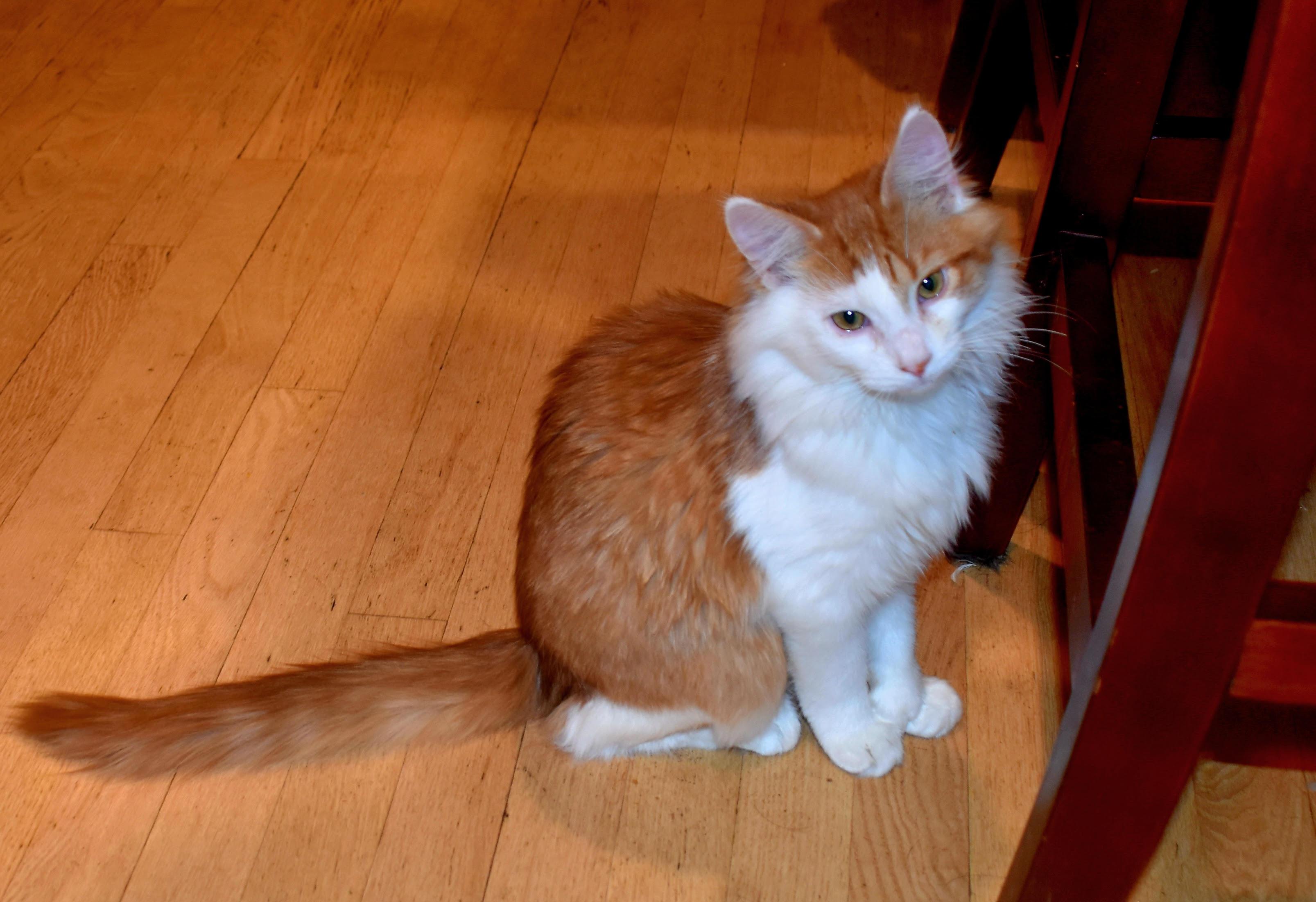 Enlarge Mr Mittens, a Adopted Domestic Long Hair in Lakeville, MN image 5/5
