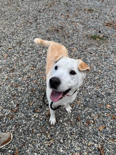 SALICE, Adoptable, Young Female Shar-Pei & Mixed Breed.