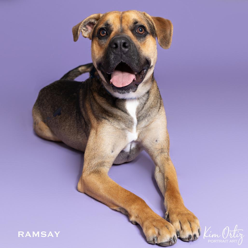 Enlarge RAMSAY, a Adoptable mixed breed in Kyle, TX image 1/5