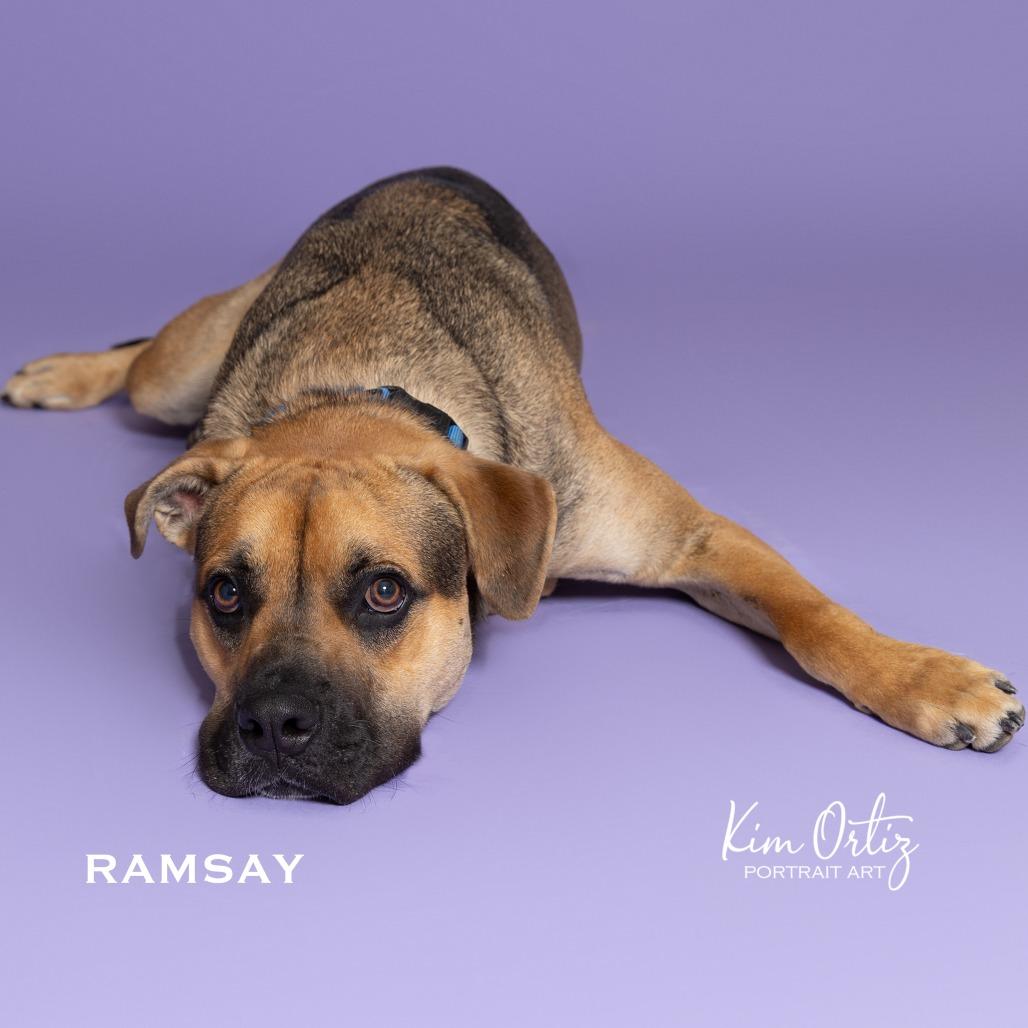 Enlarge RAMSAY, a Adoptable mixed breed in Kyle, TX image 3/5
