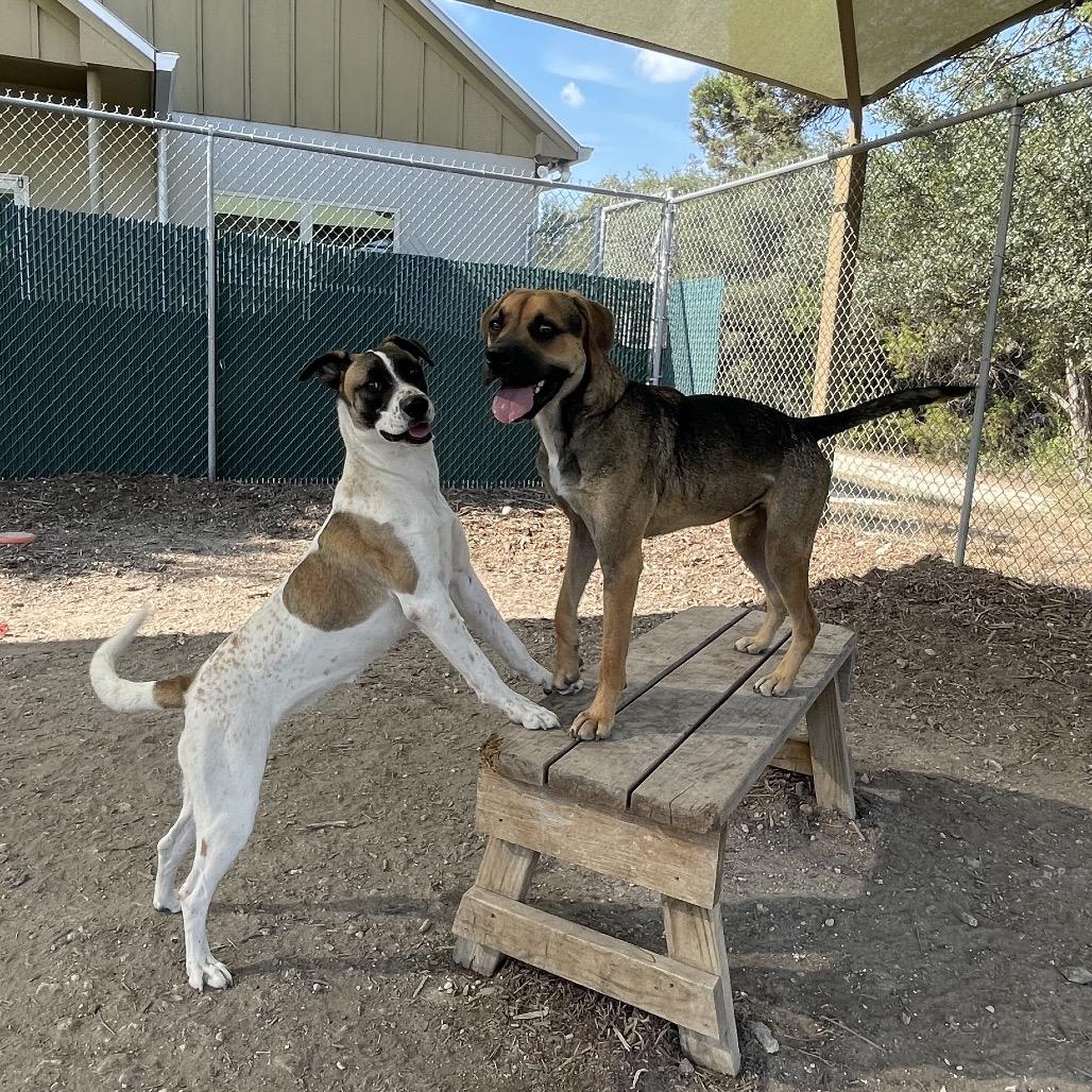 Enlarge RAMSAY, a Adoptable mixed breed in Kyle, TX image 1/2
