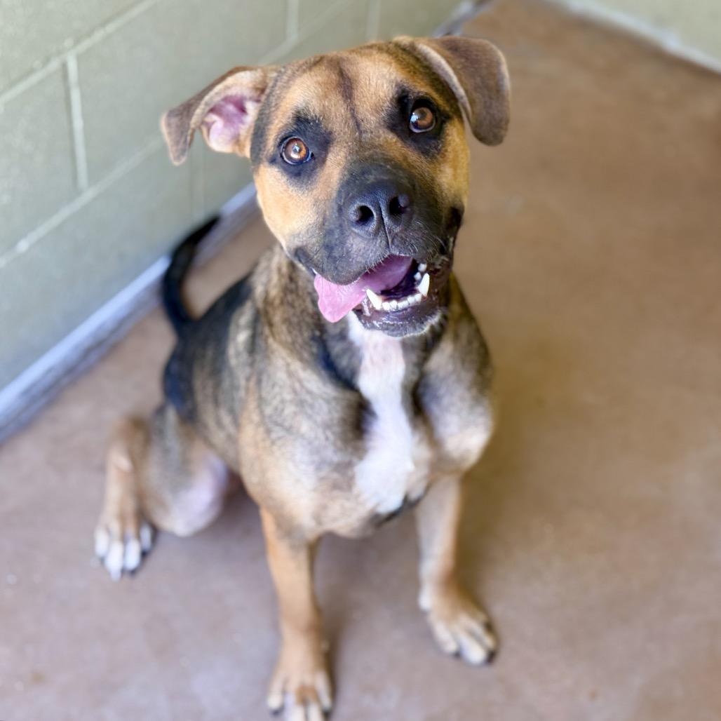 Enlarge RAMSAY, a Adoptable mixed breed in Kyle, TX image 2/2