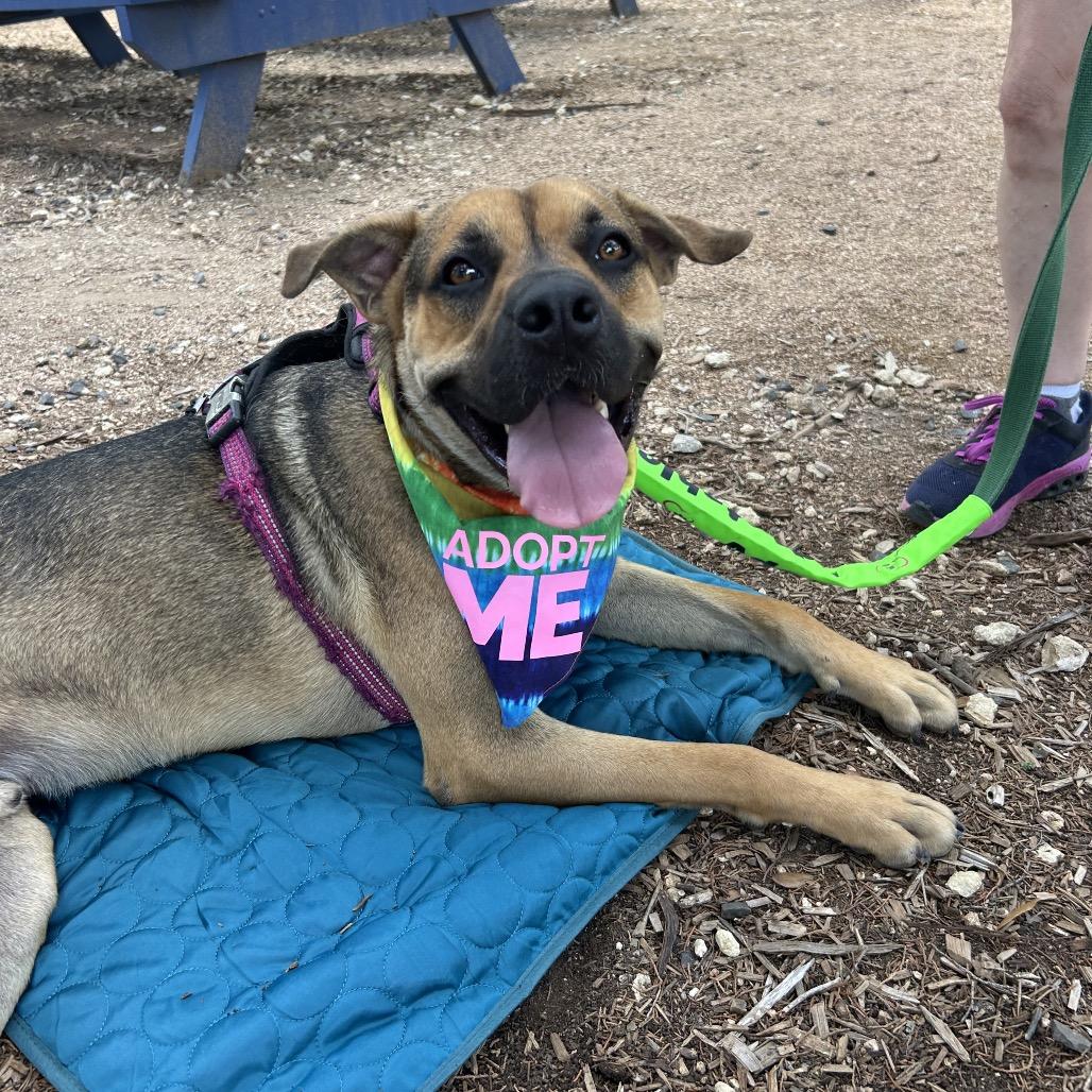 Enlarge RAMSAY, a Adoptable mixed breed in Kyle, TX image 6/6