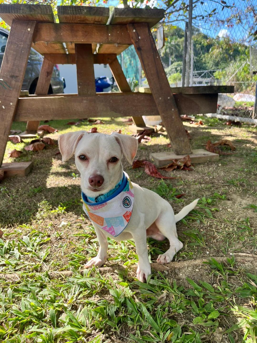 Enlarge Leal and Carmelo, a ADOPTABLE mixed breed in Albion, NY image 3/5