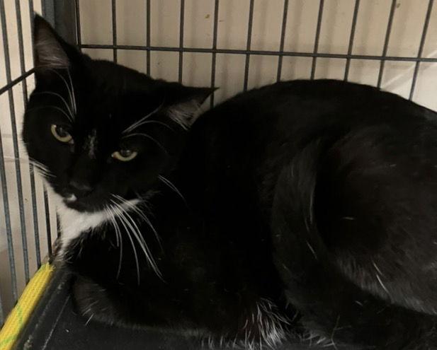 Enlarge WHISKERS, a Adoptable Domestic Short Hair in Smithtown, NY image 1/1