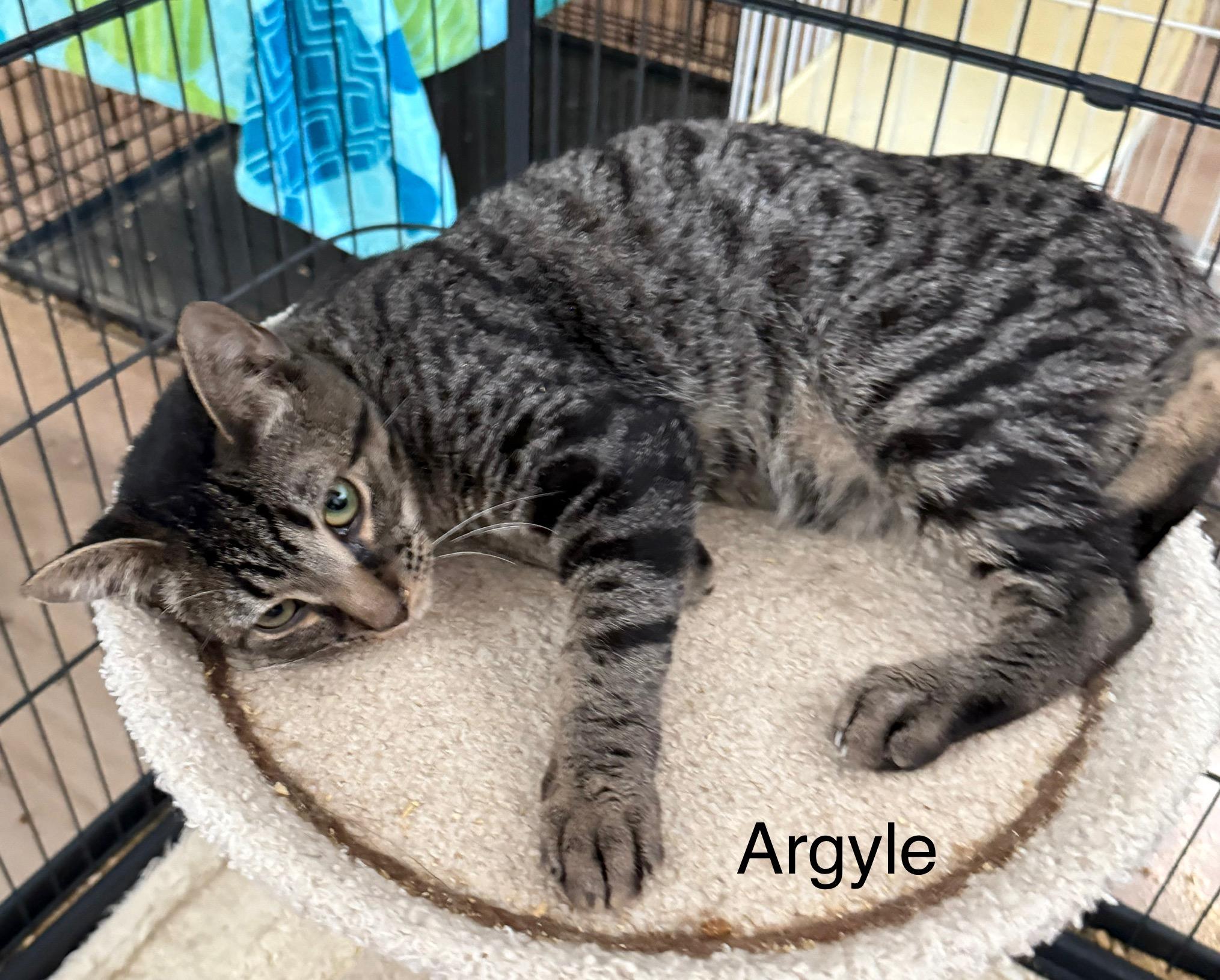 Enlarge Argyle, a Adoptable Domestic Short Hair in Pawleys Island, SC image 2/4
