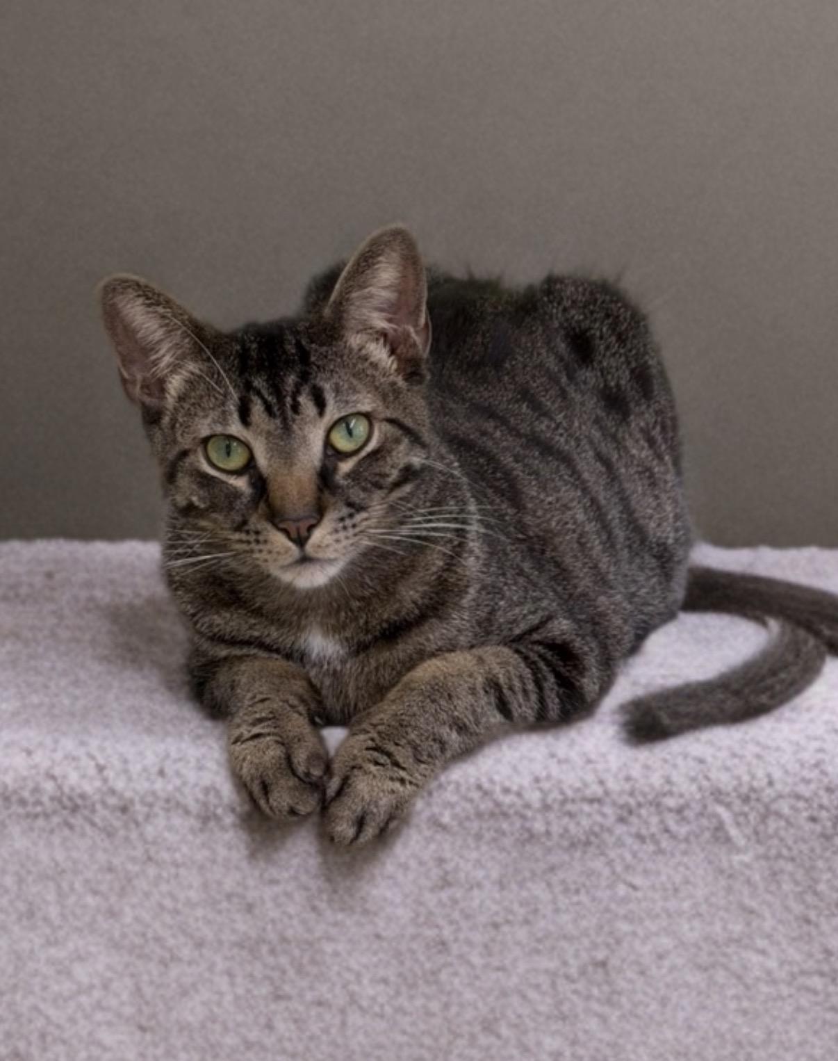 Enlarge Argyle, a Adoptable Domestic Short Hair in Pawleys Island, SC image 4/4