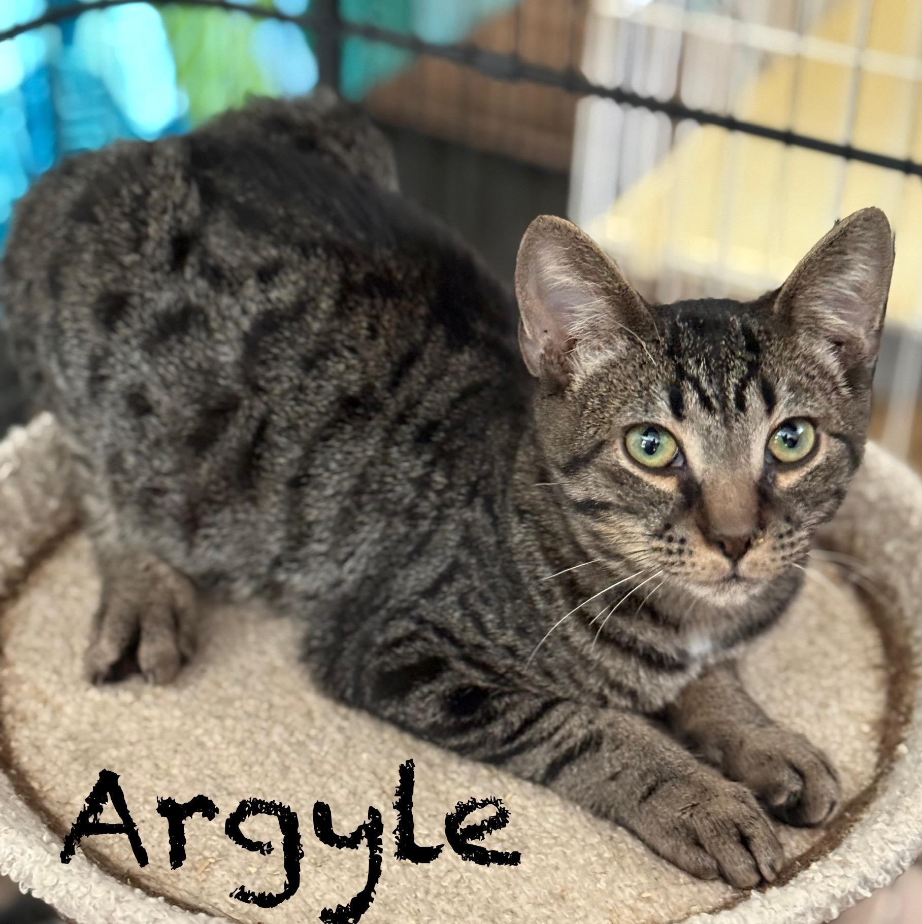Enlarge Argyle, a Adoptable Domestic Short Hair in Pawleys Island, SC image 3/4