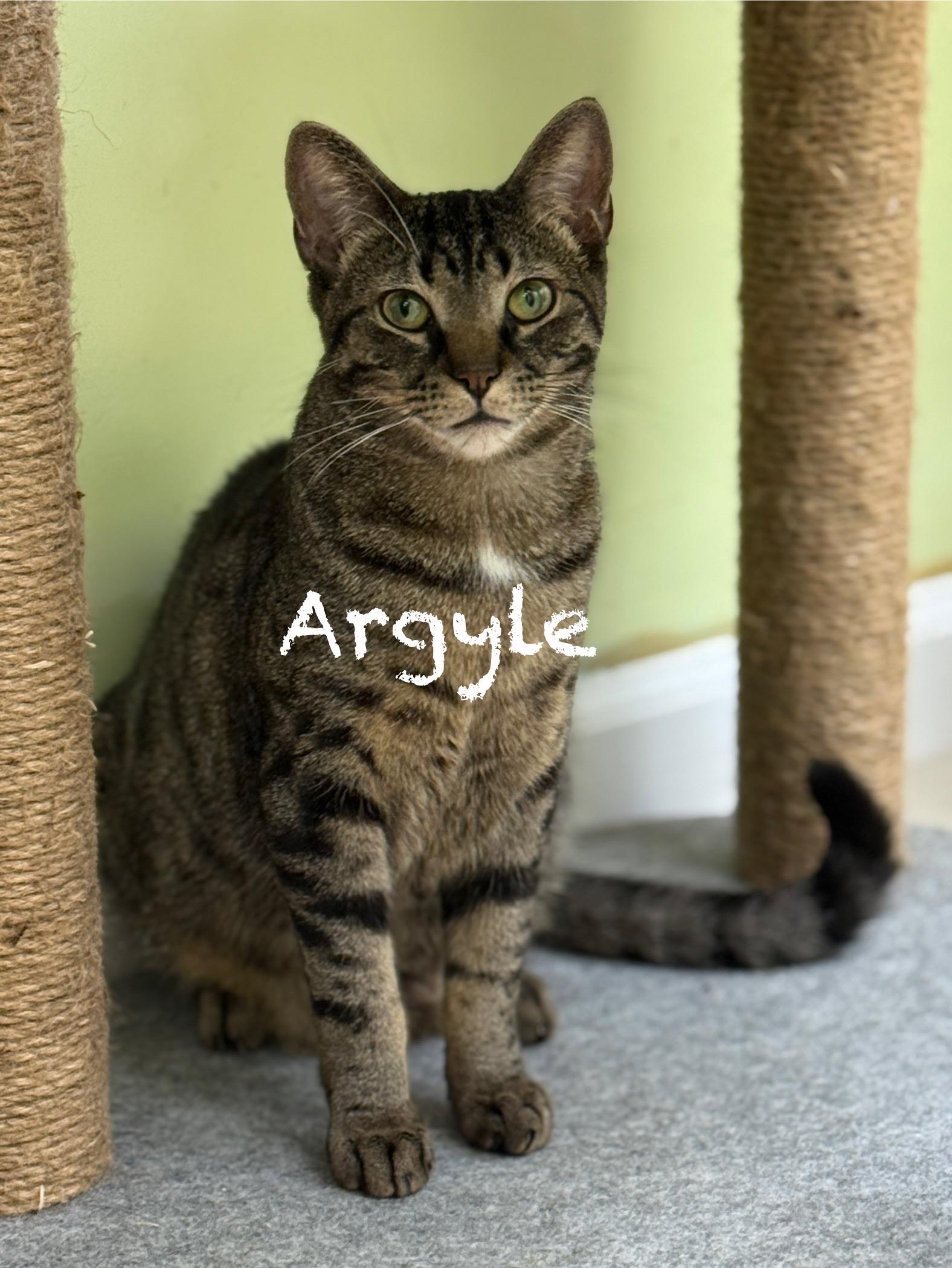 Argyle, Adoptable, Young Male Domestic Short Hair.