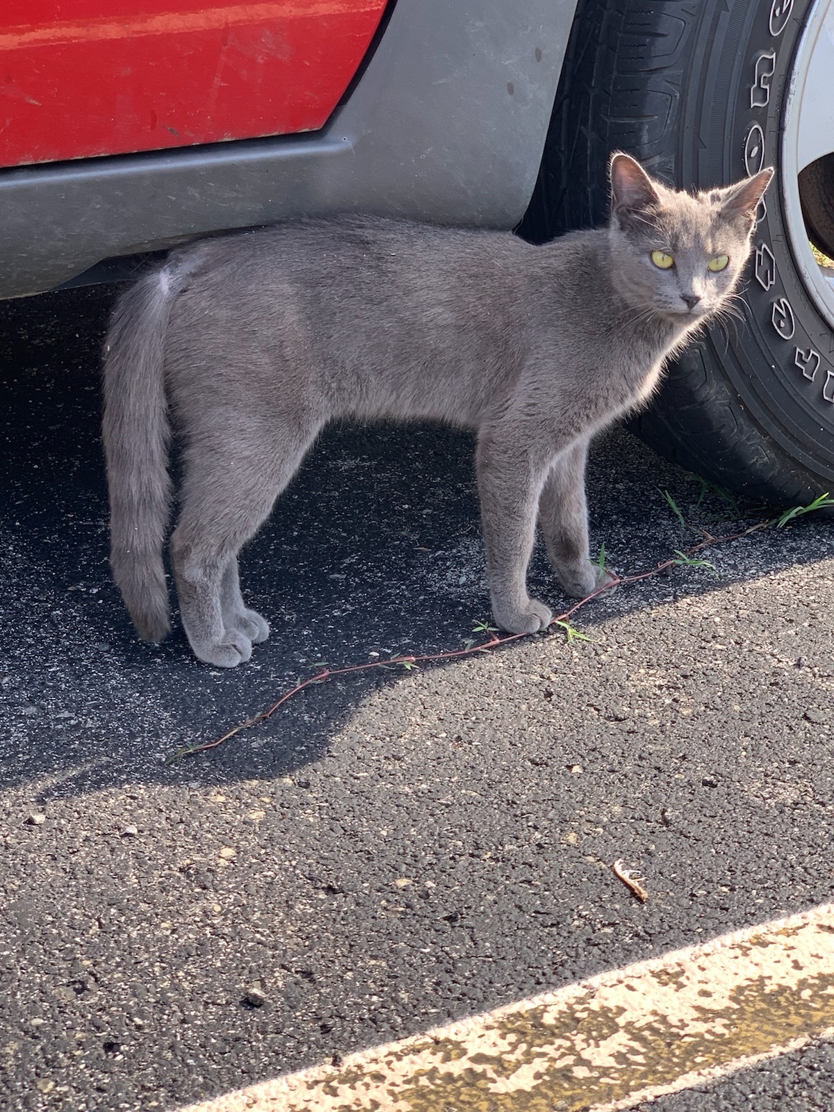 Misty, Adoptable, Young Female Russian Blue.