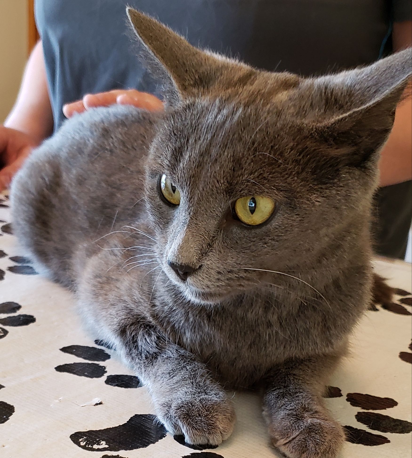 Enlarge Misty, a Adoptable mixed breed in Clarksville, IN image 2/3