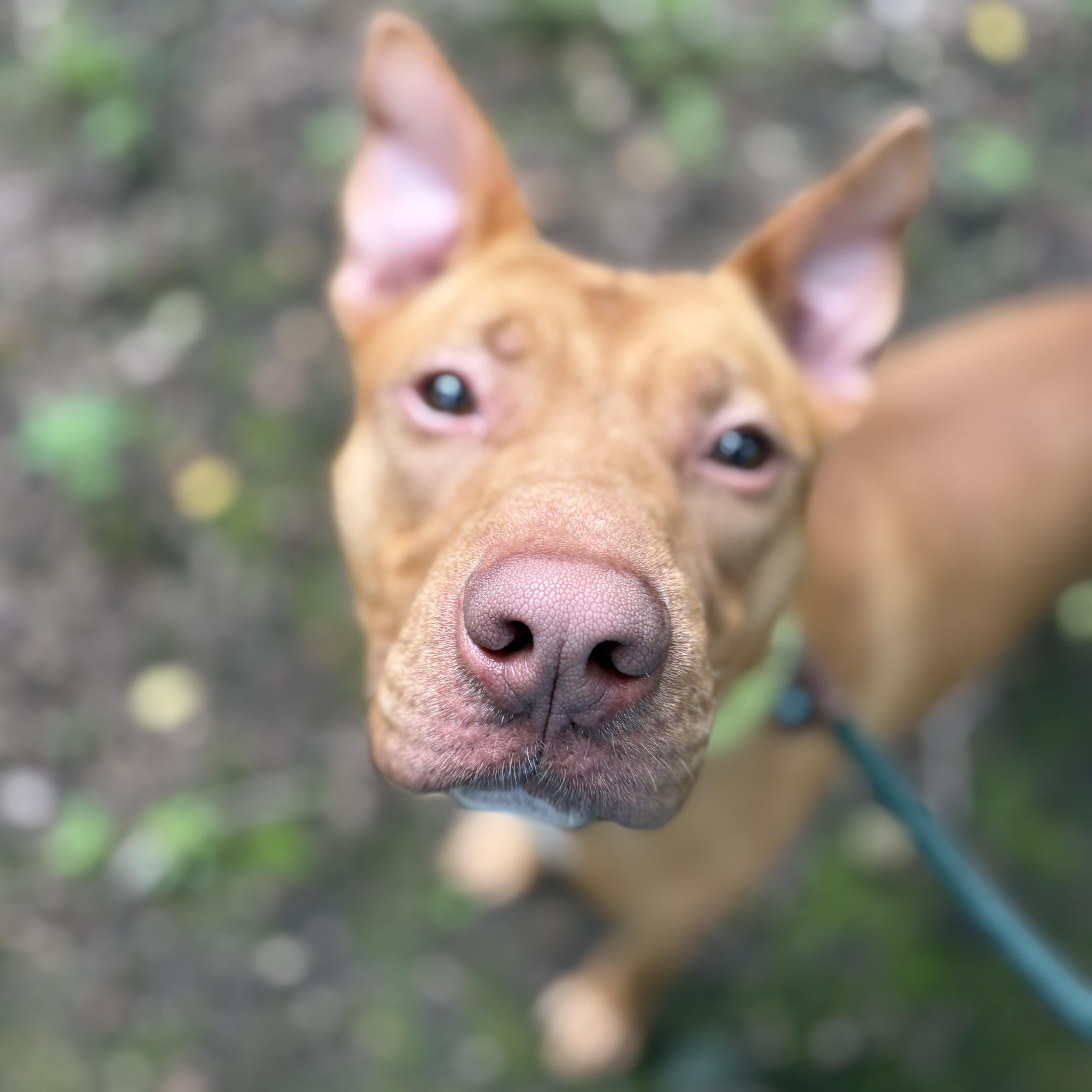 Tony, a ADOPTABLE Mixed Breed in Mount Pleasant, MI image 3/5
