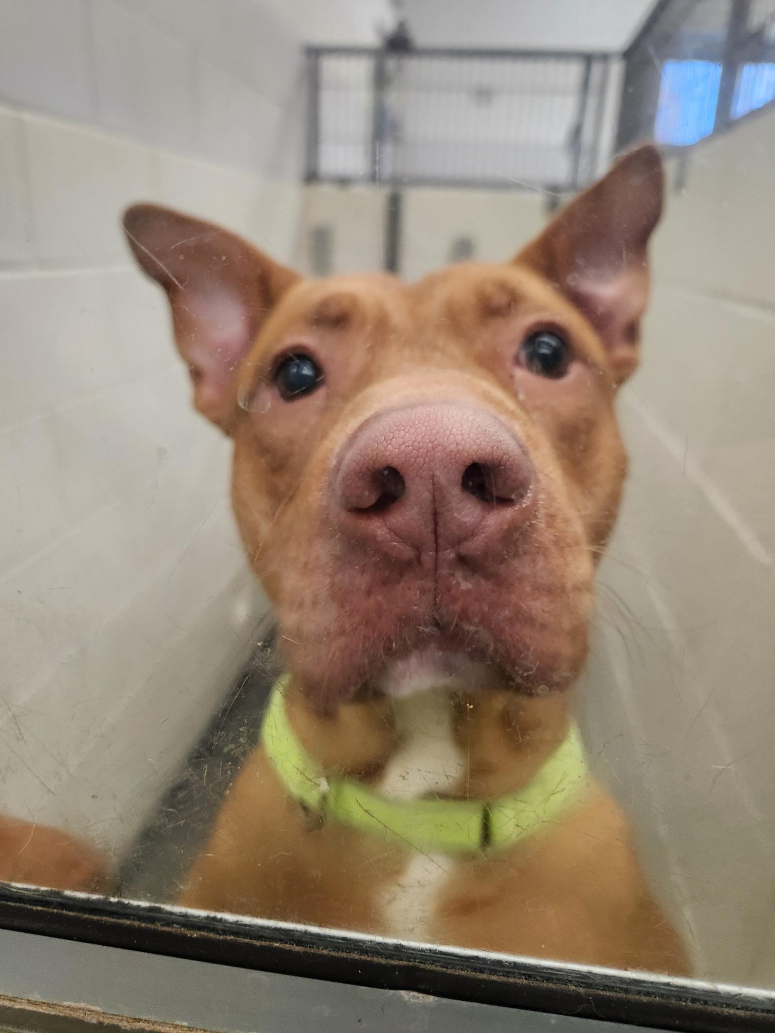 Enlarge Tony, a ADOPTABLE Mixed Breed in Mount Pleasant, MI image 2/2