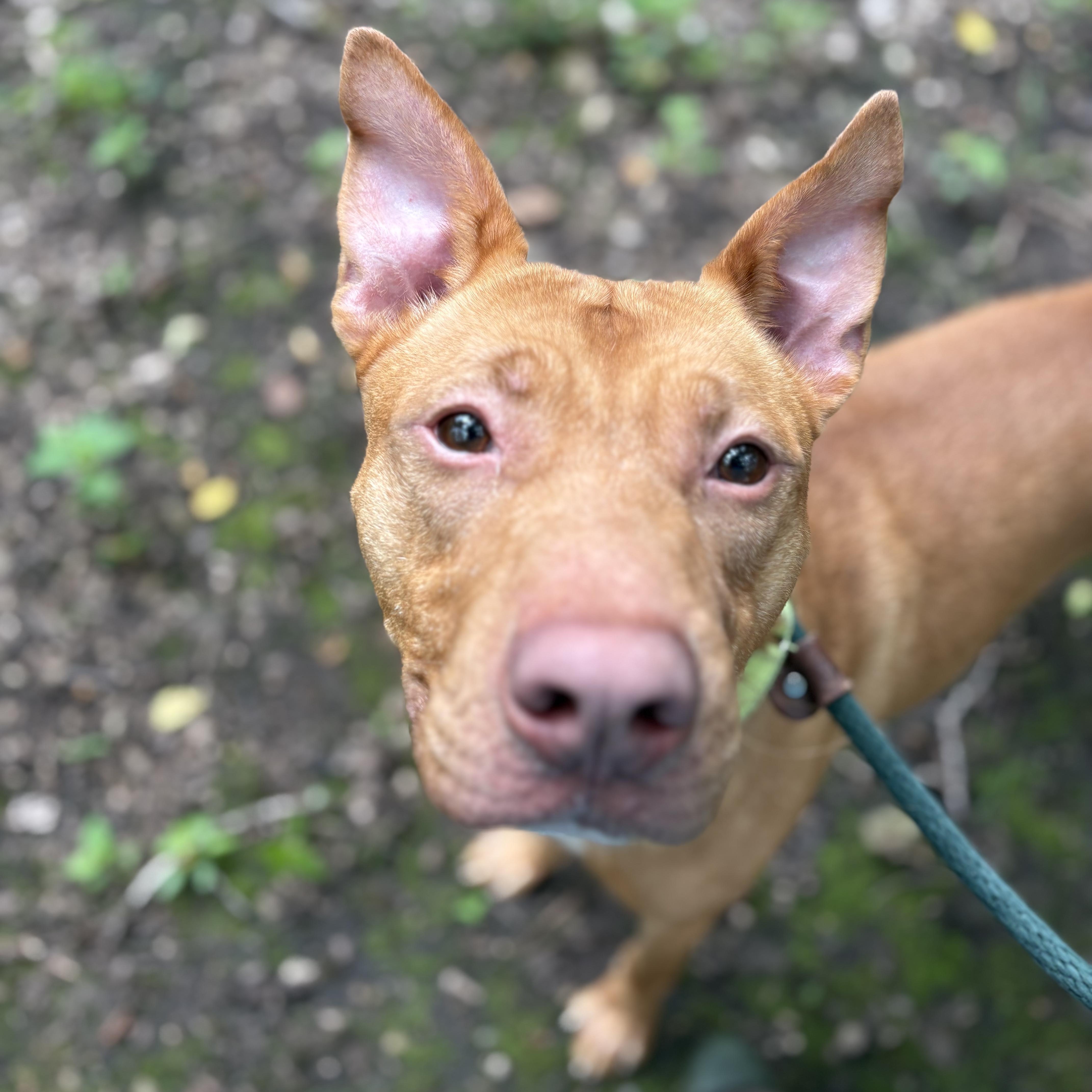Tony, a ADOPTABLE Mixed Breed in Mount Pleasant, MI image 2/5