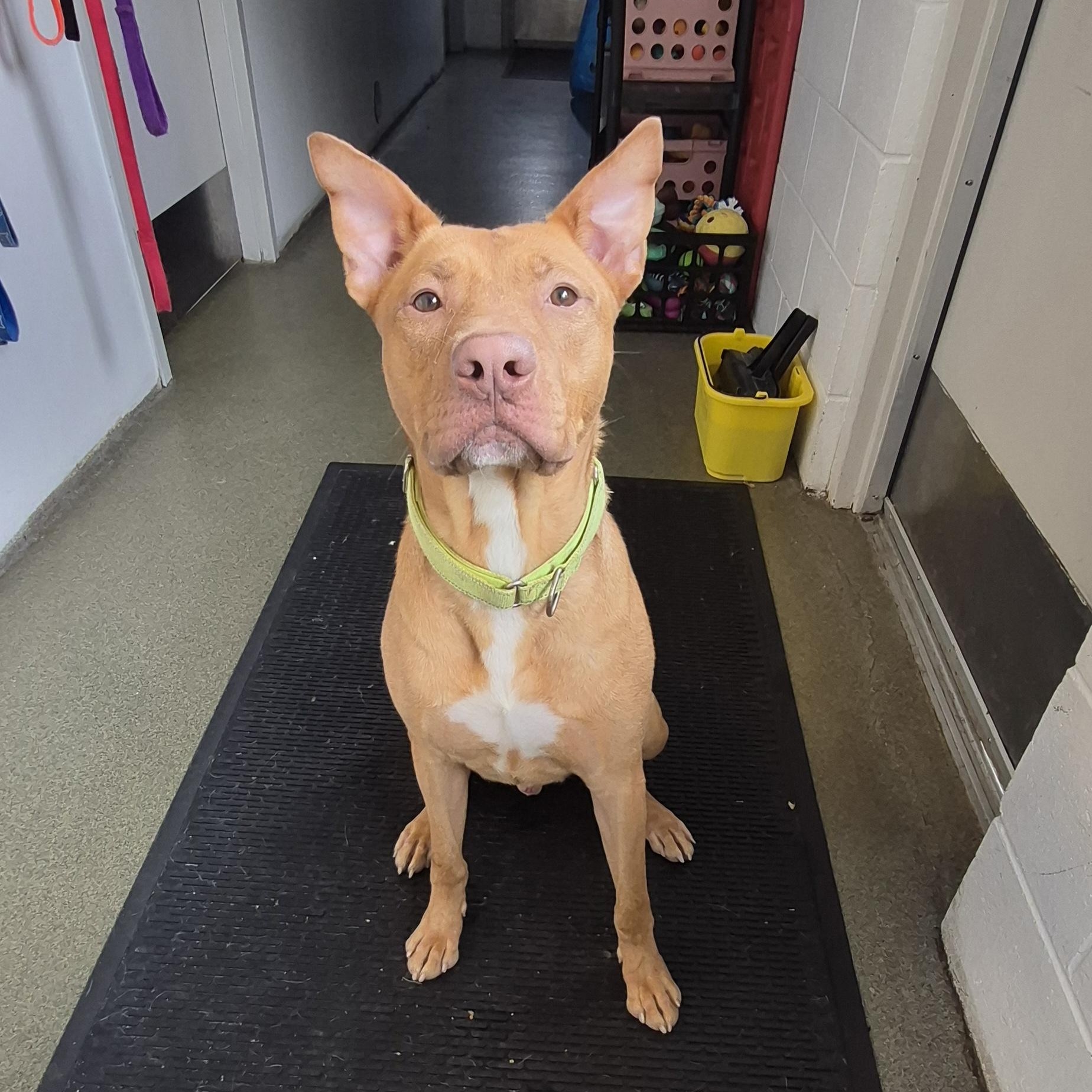 Tony, ADOPTABLE, Young Male Mixed Breed.