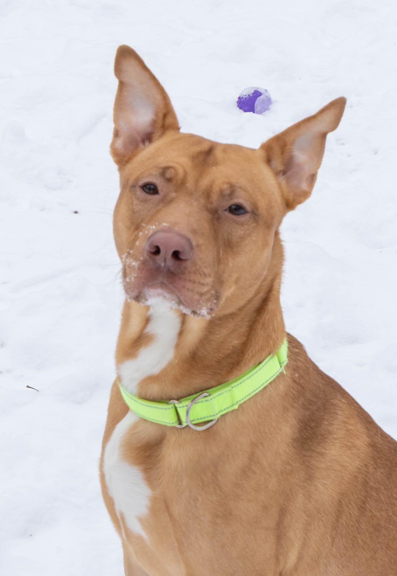 Tony, ADOPTABLE, Young Male Mixed Breed.