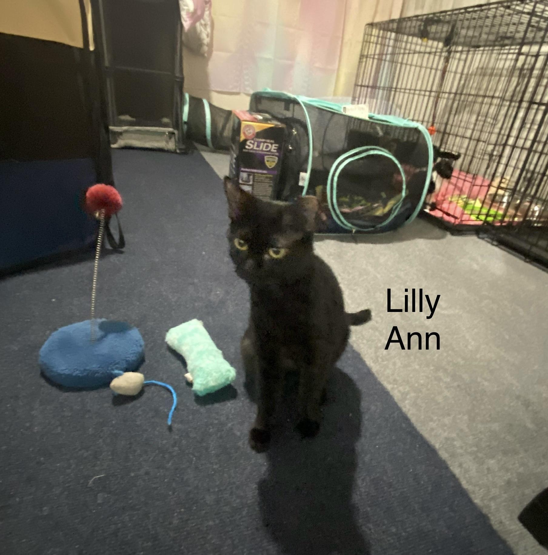 Enlarge Lilly Ann  -  very affection loves people, a Adoptable mixed breed in Macomb, MI image 5/6