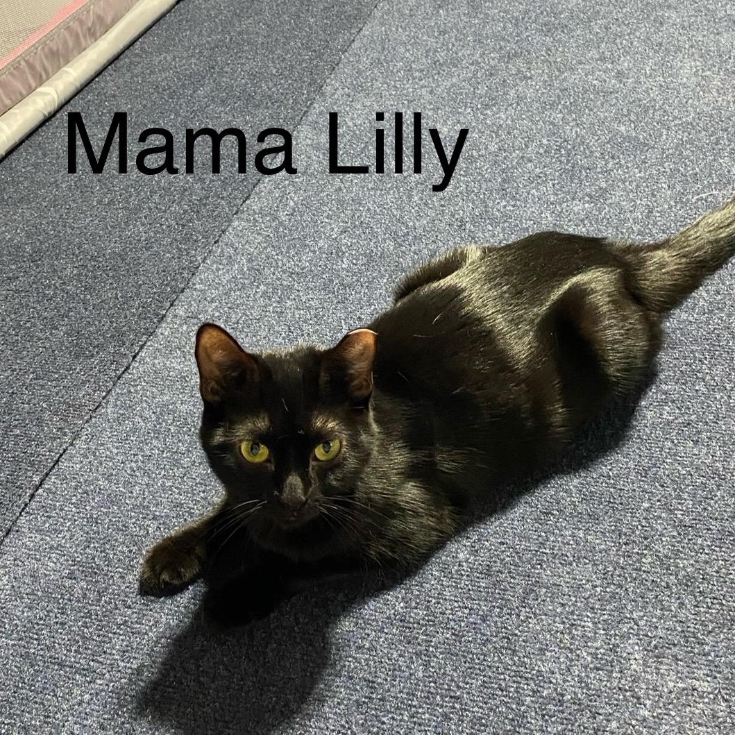 Enlarge Lilly Ann  -  very affection loves people, a Adoptable mixed breed in Macomb, MI image 6/6