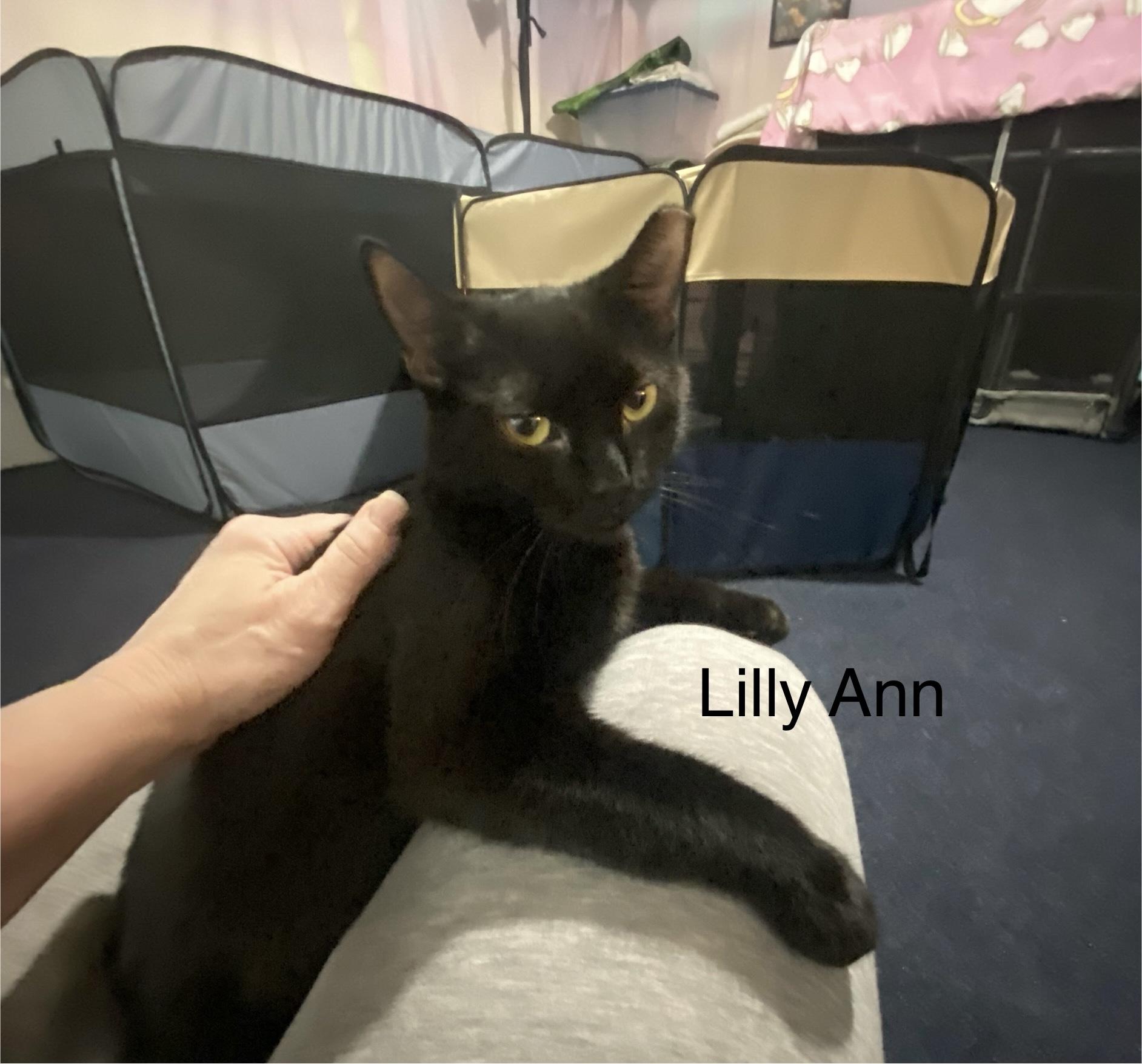 Enlarge Lilly Ann  -  very affection loves people, a Adoptable mixed breed in Macomb, MI image 2/6