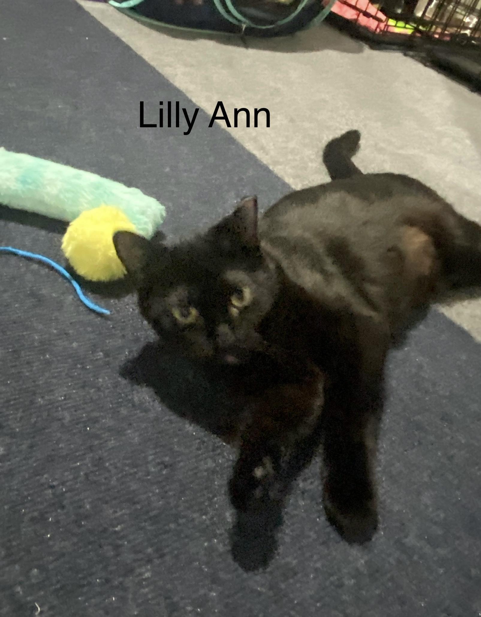 Enlarge Lilly Ann  -  very affection loves people, a Adoptable mixed breed in Macomb, MI image 1/6