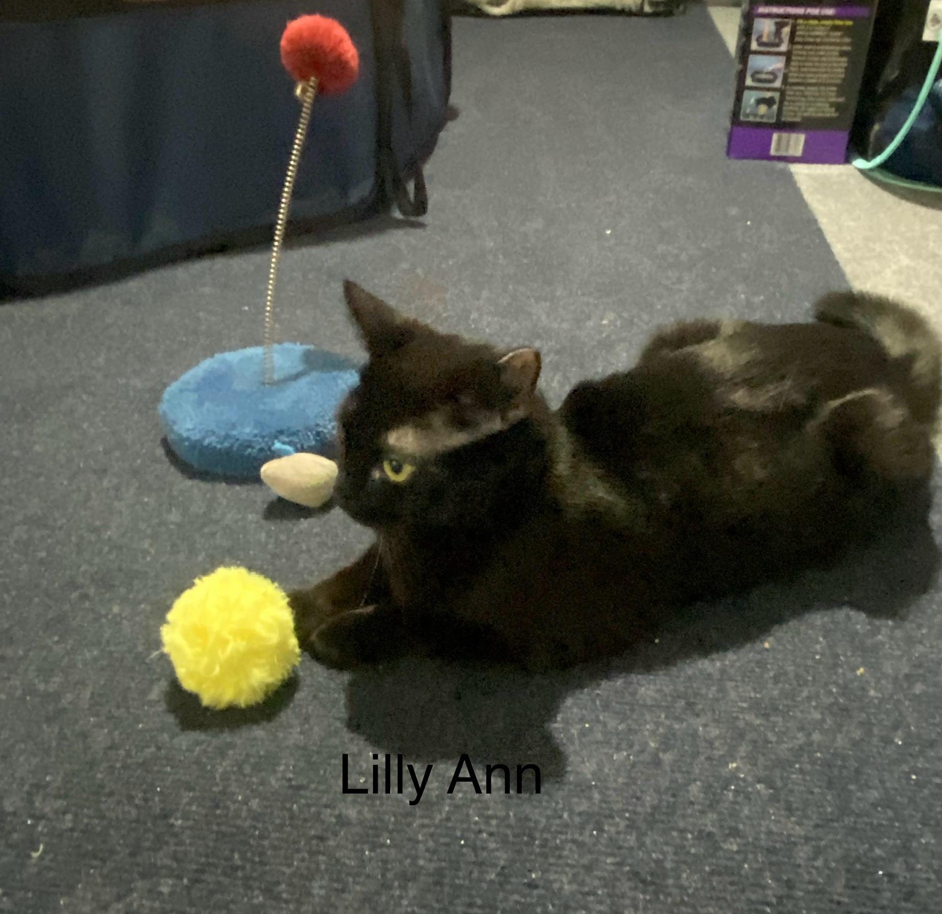 Enlarge Lilly Ann  -  very affection loves people, a Adoptable mixed breed in Macomb, MI image 4/6