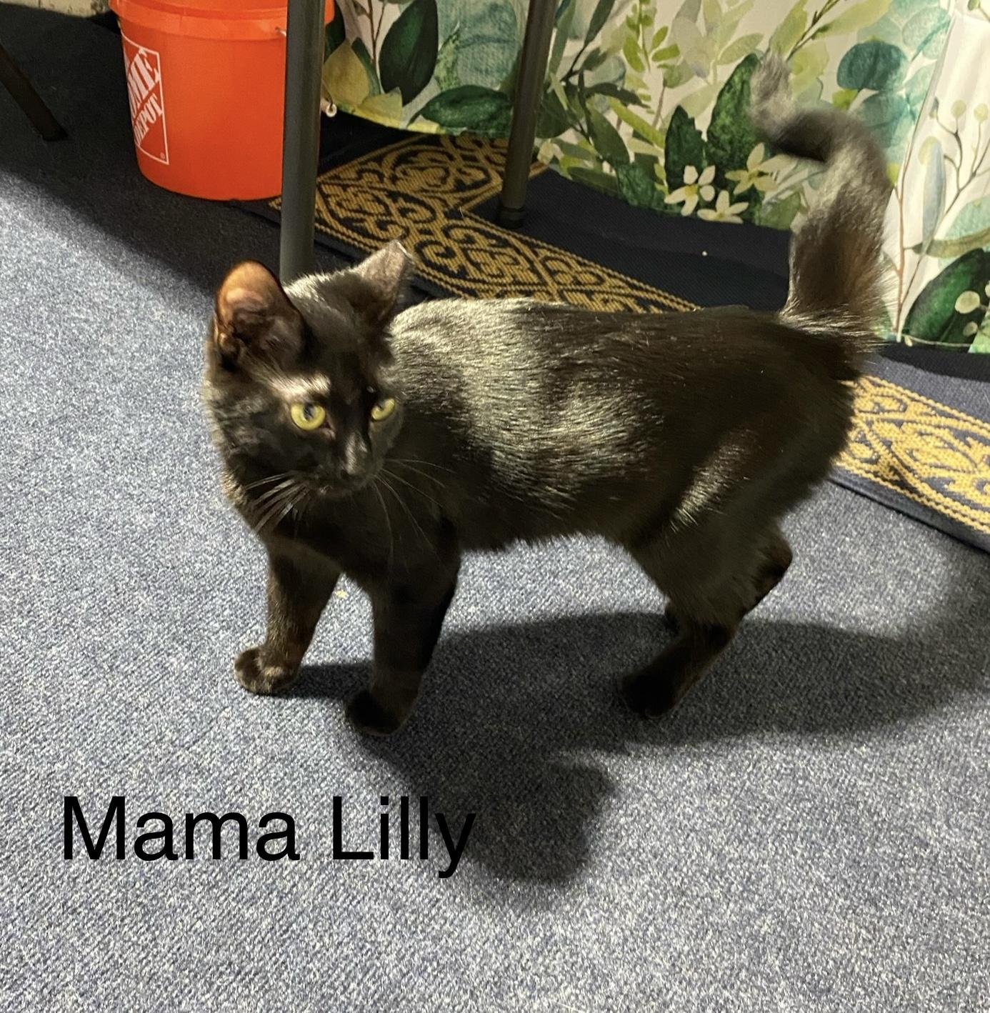 Enlarge Lilly Ann  -  very affection loves people, a Adoptable mixed breed in Macomb, MI image 3/6