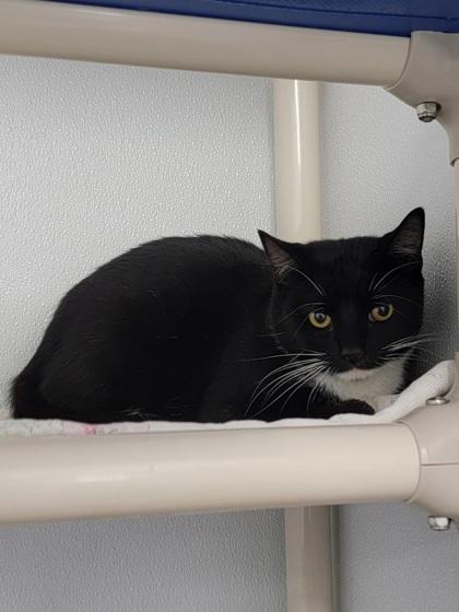 Dottie, Adoptable, Adult Female Domestic Short Hair & Domestic Short Hair.
