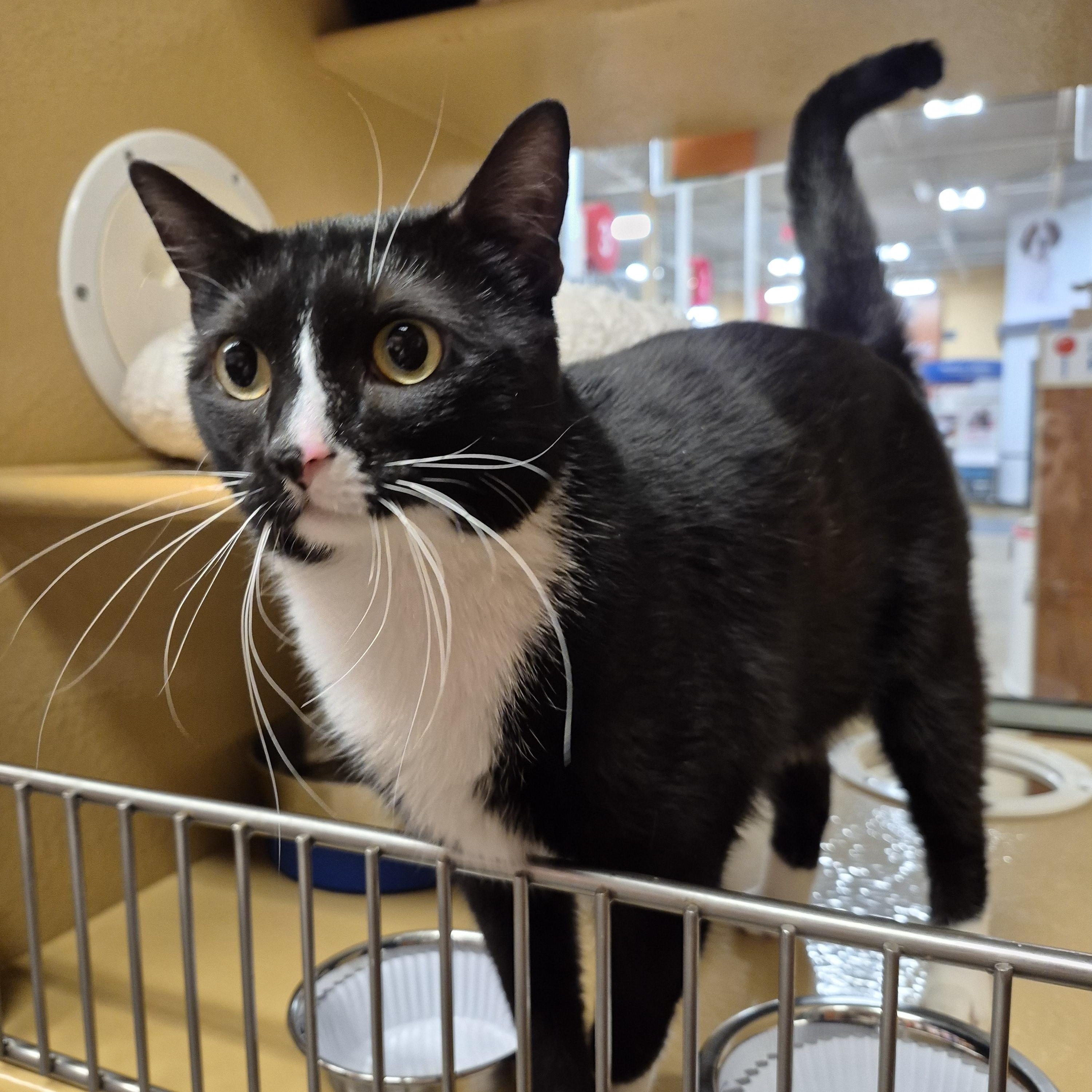 Enlarge Zippy (M) and Elli (F), a ADOPTABLE Domestic Short Hair in Fairfax, VA image 3/6