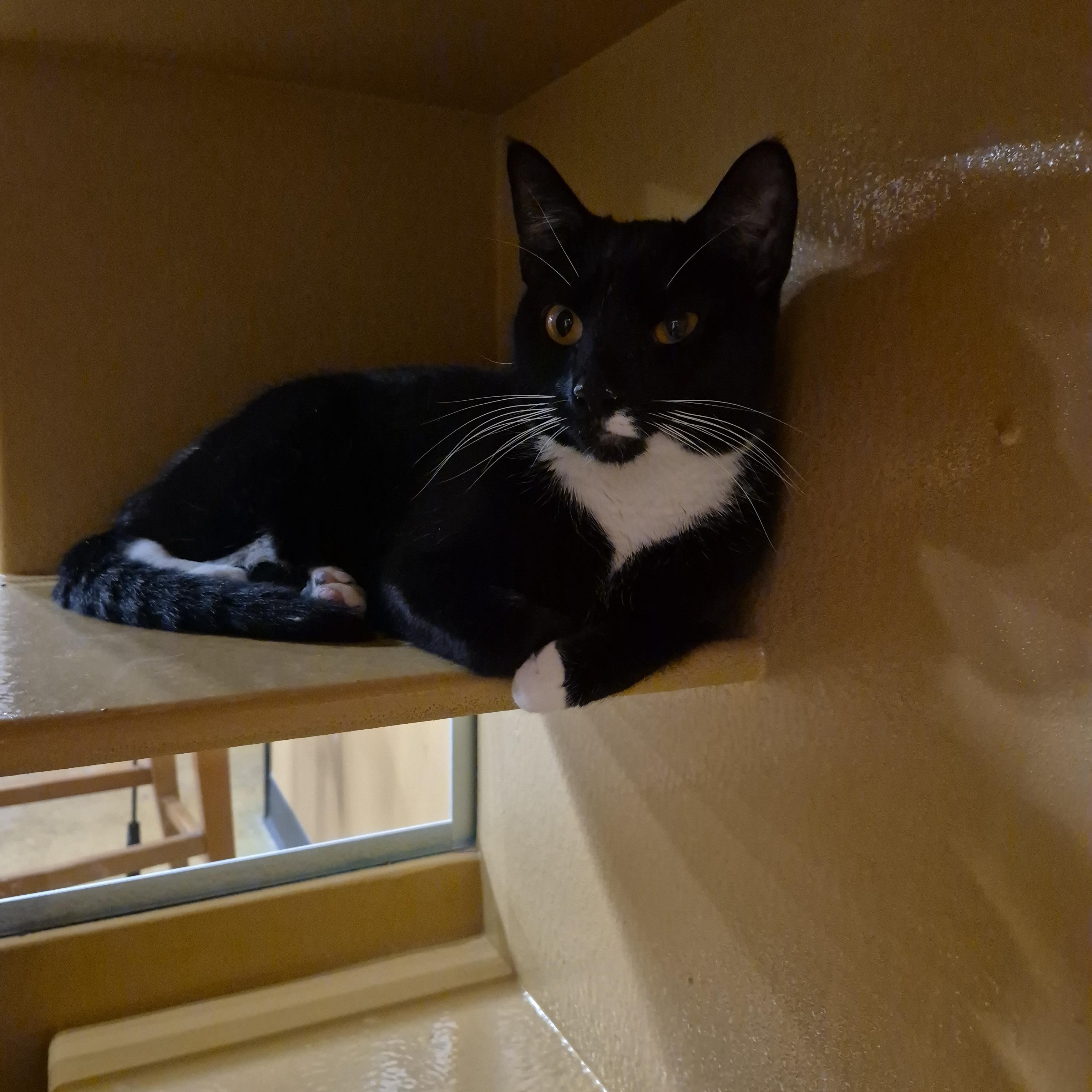 Enlarge Zippy (M) and Elli (F), a ADOPTABLE Domestic Short Hair in Fairfax, VA image 5/6