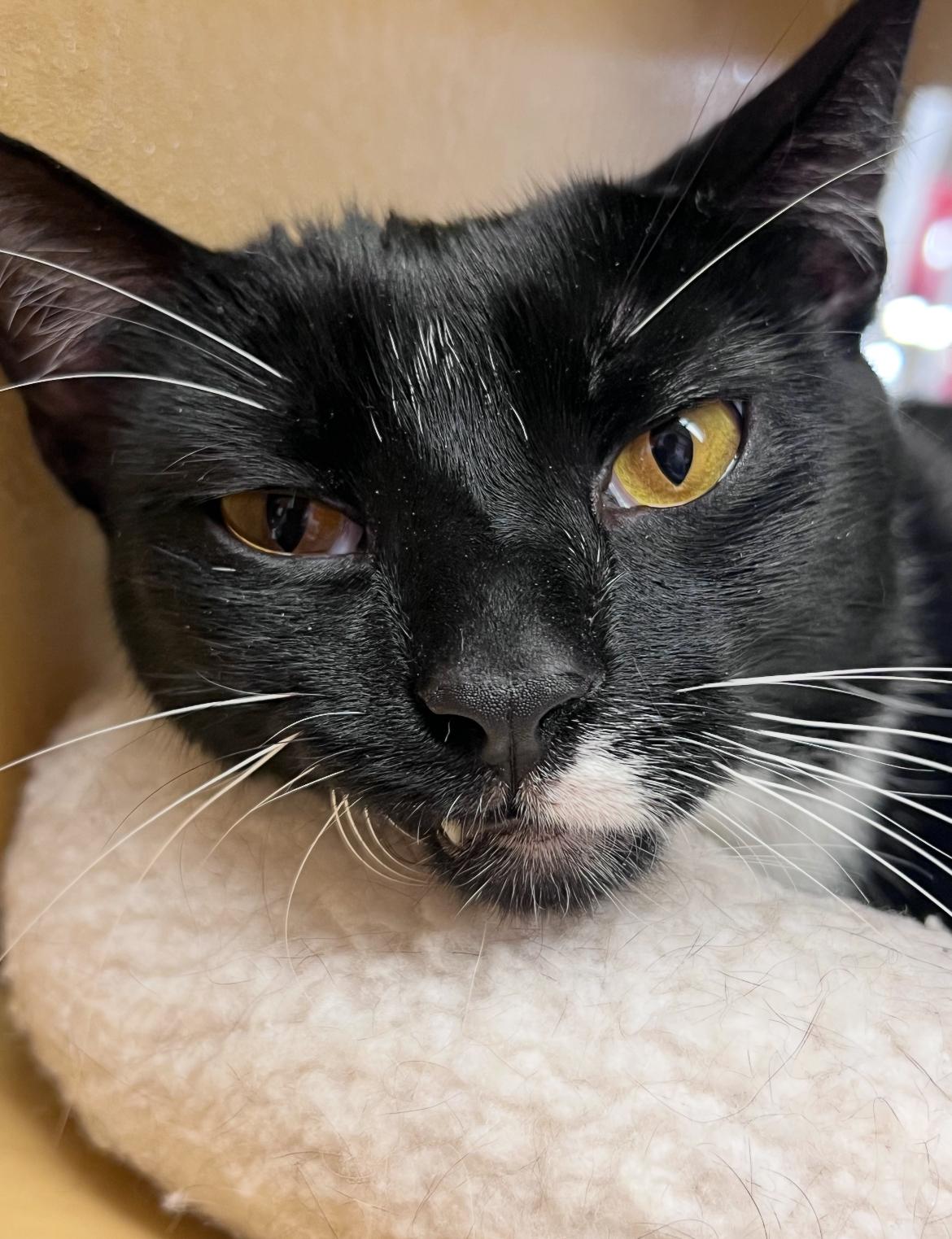 Enlarge Zippy (M) and Elli (F), a ADOPTABLE Domestic Short Hair in Fairfax, VA image 6/6