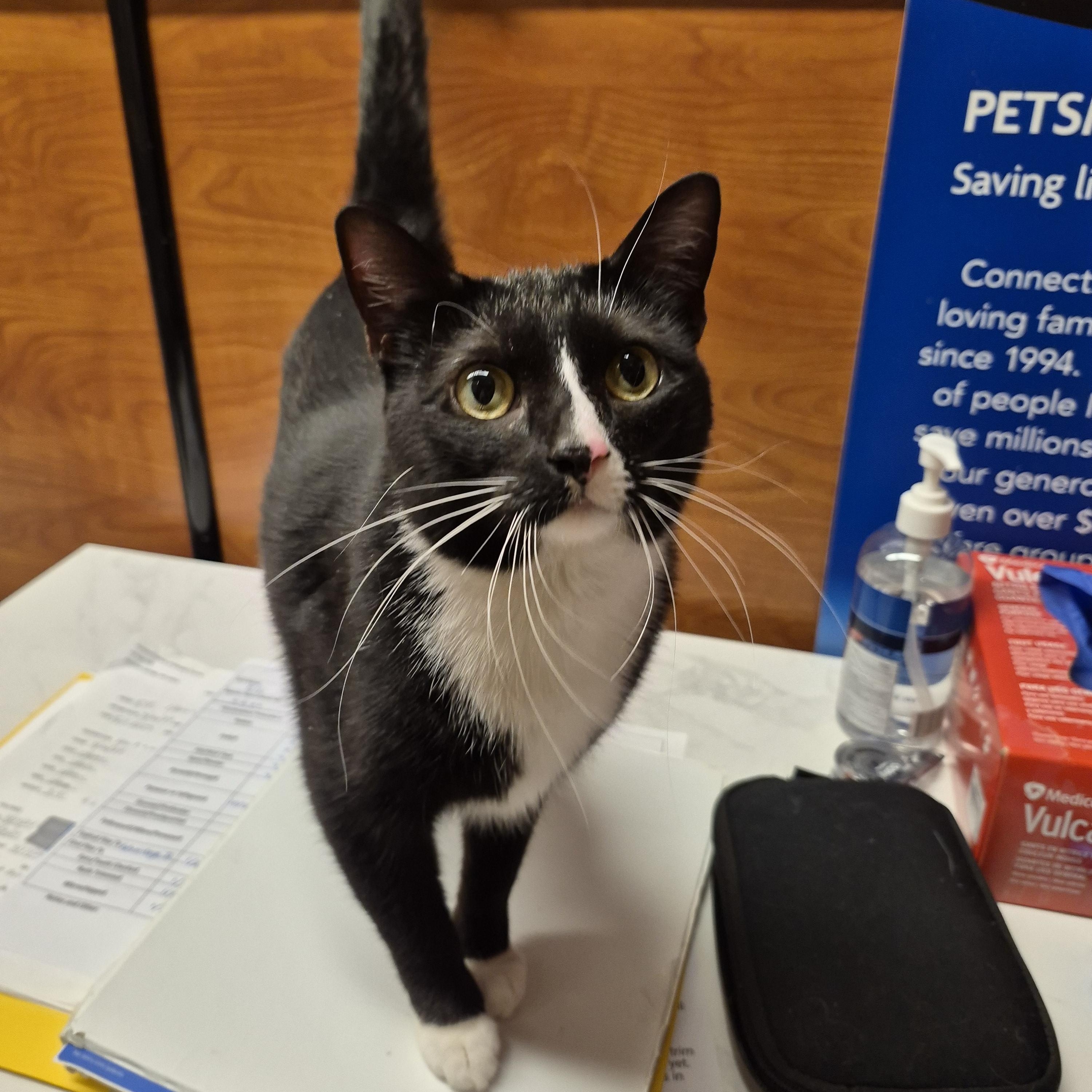 Enlarge Zippy (M) and Elli (F), a ADOPTABLE Domestic Short Hair in Fairfax, VA image 4/6