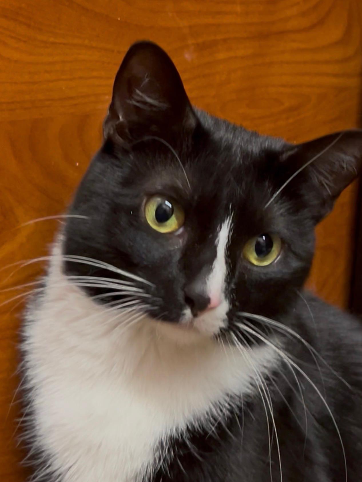 Zippy (M) and Elli (F), ADOPTABLE, Young Male Domestic Short Hair.