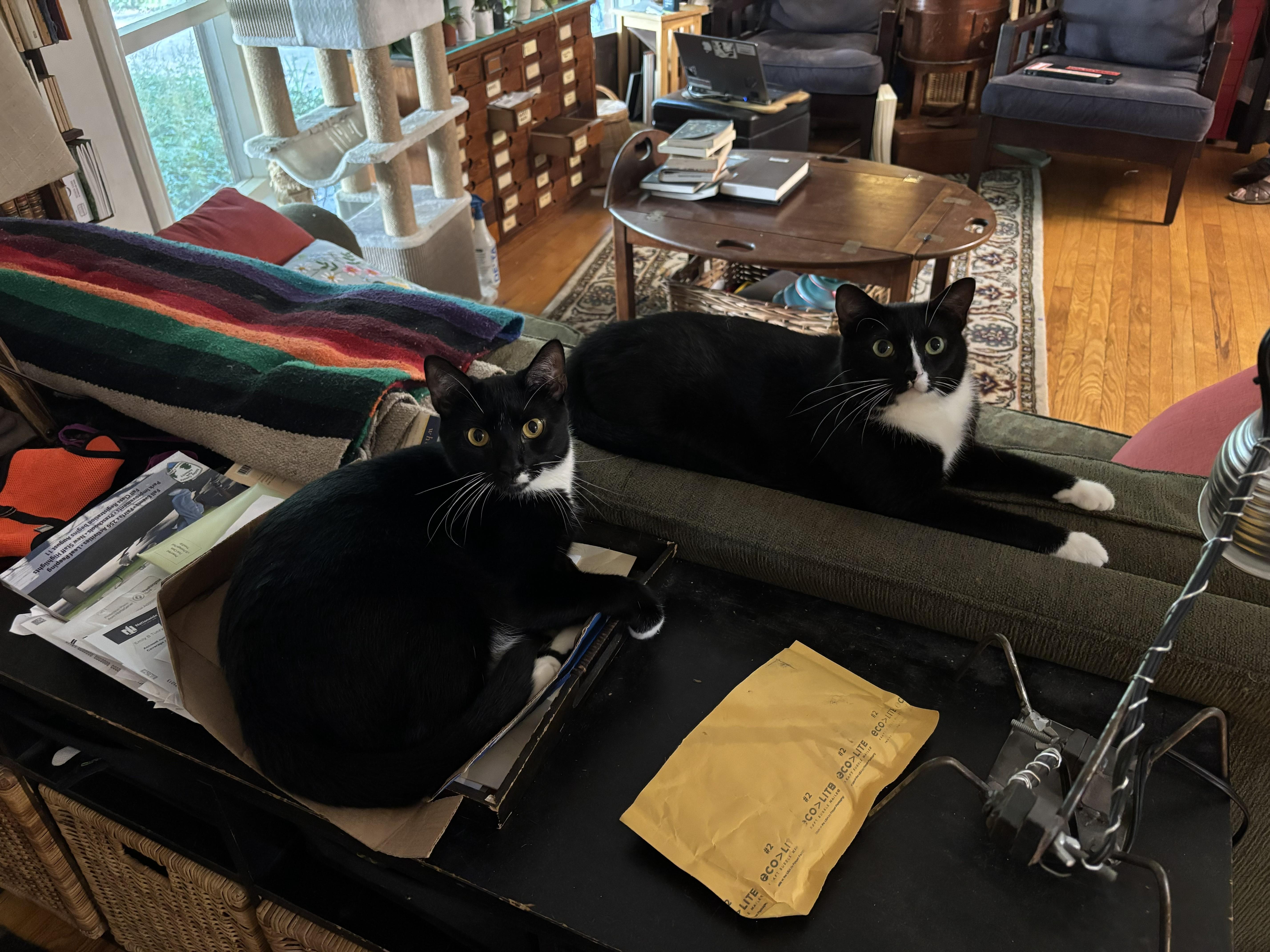 Zippy (M) and Elli (F), ADOPTABLE, Young Male Domestic Short Hair.