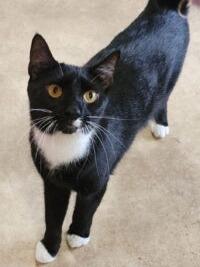 Enlarge Zippy (M) and Elli (F), a ADOPTABLE Domestic Short Hair in Fairfax, VA image 2/6