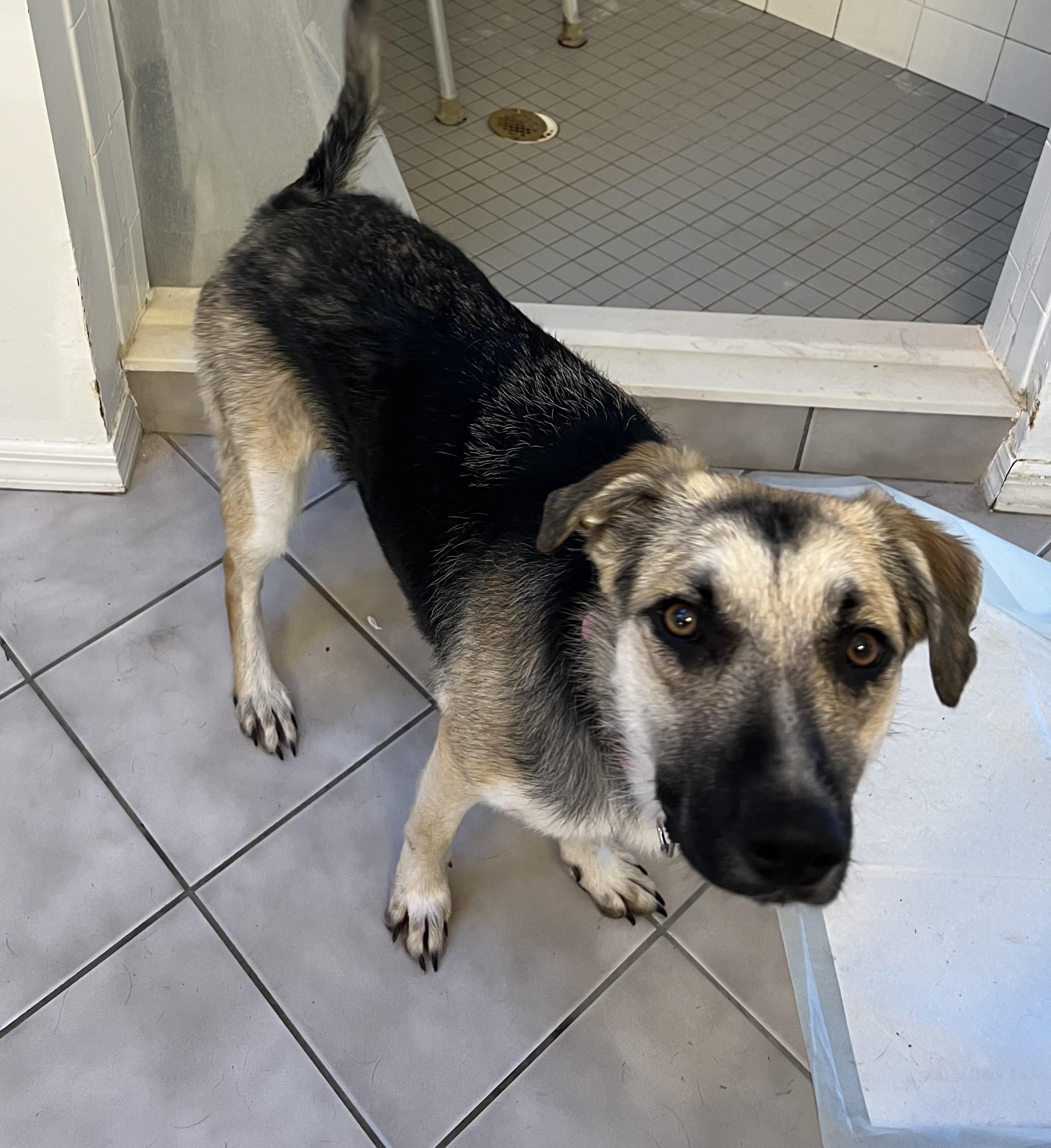 Enlarge Jayla, an adoptable German Shepherd Dog in Port Saint Lucie, FL image 4/5