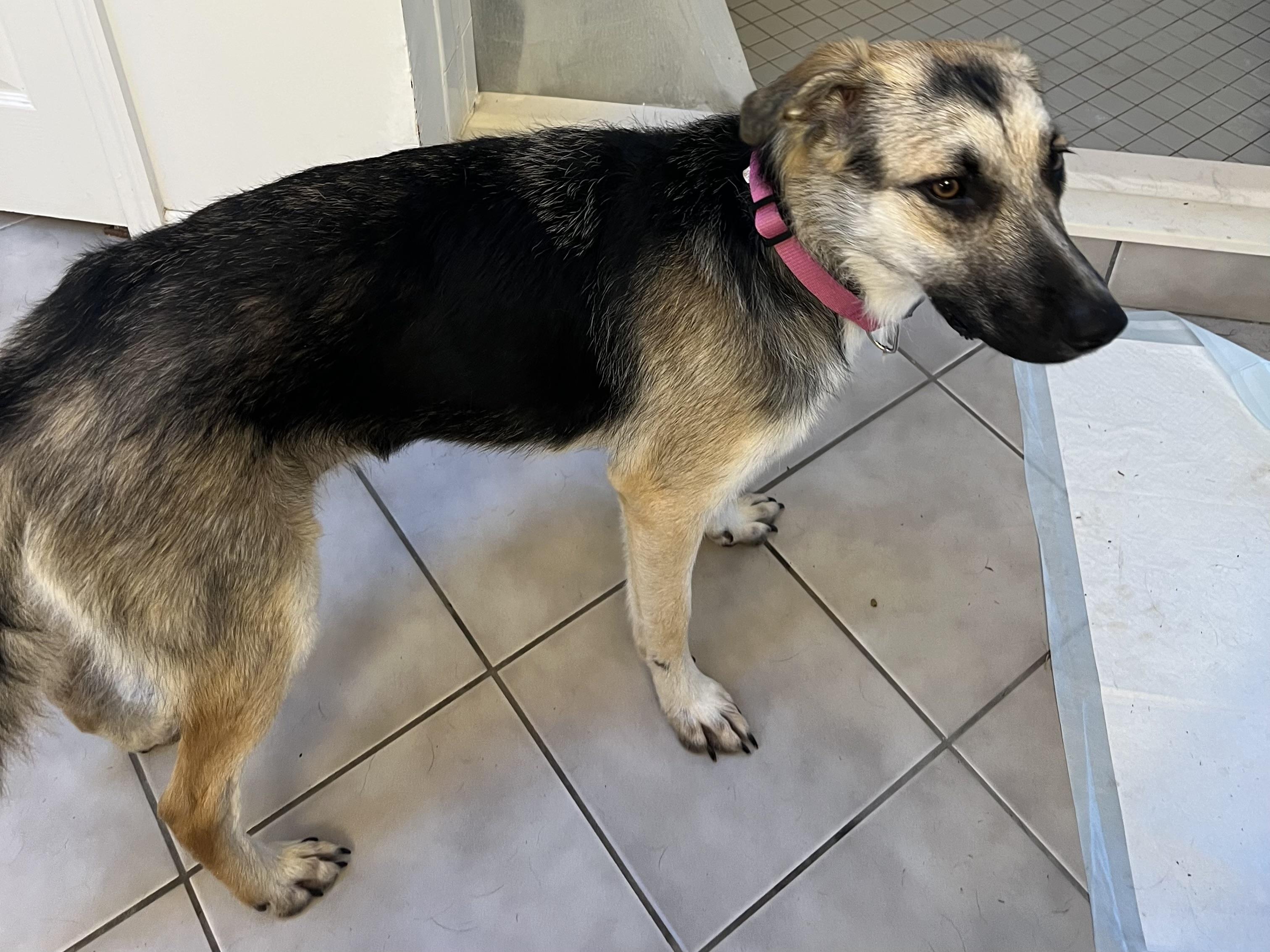 Enlarge Jayla, an adoptable German Shepherd Dog in Port Saint Lucie, FL image 5/5