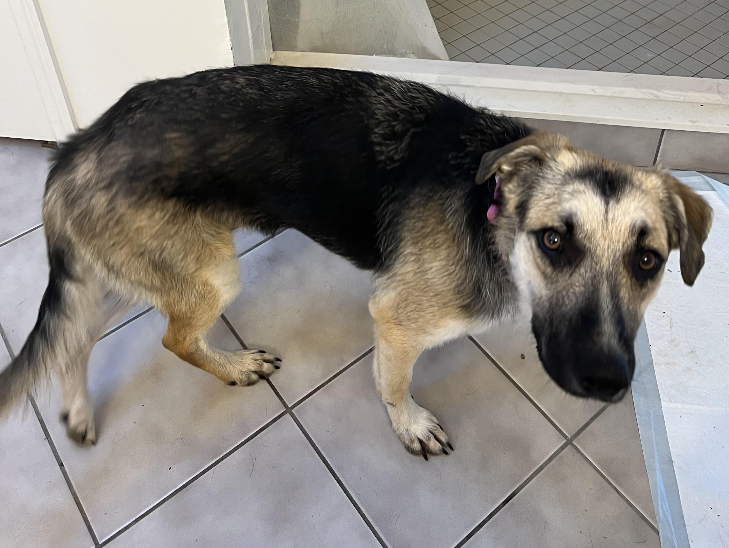 Enlarge Jayla, an adoptable German Shepherd Dog in Port Saint Lucie, FL image 3/5