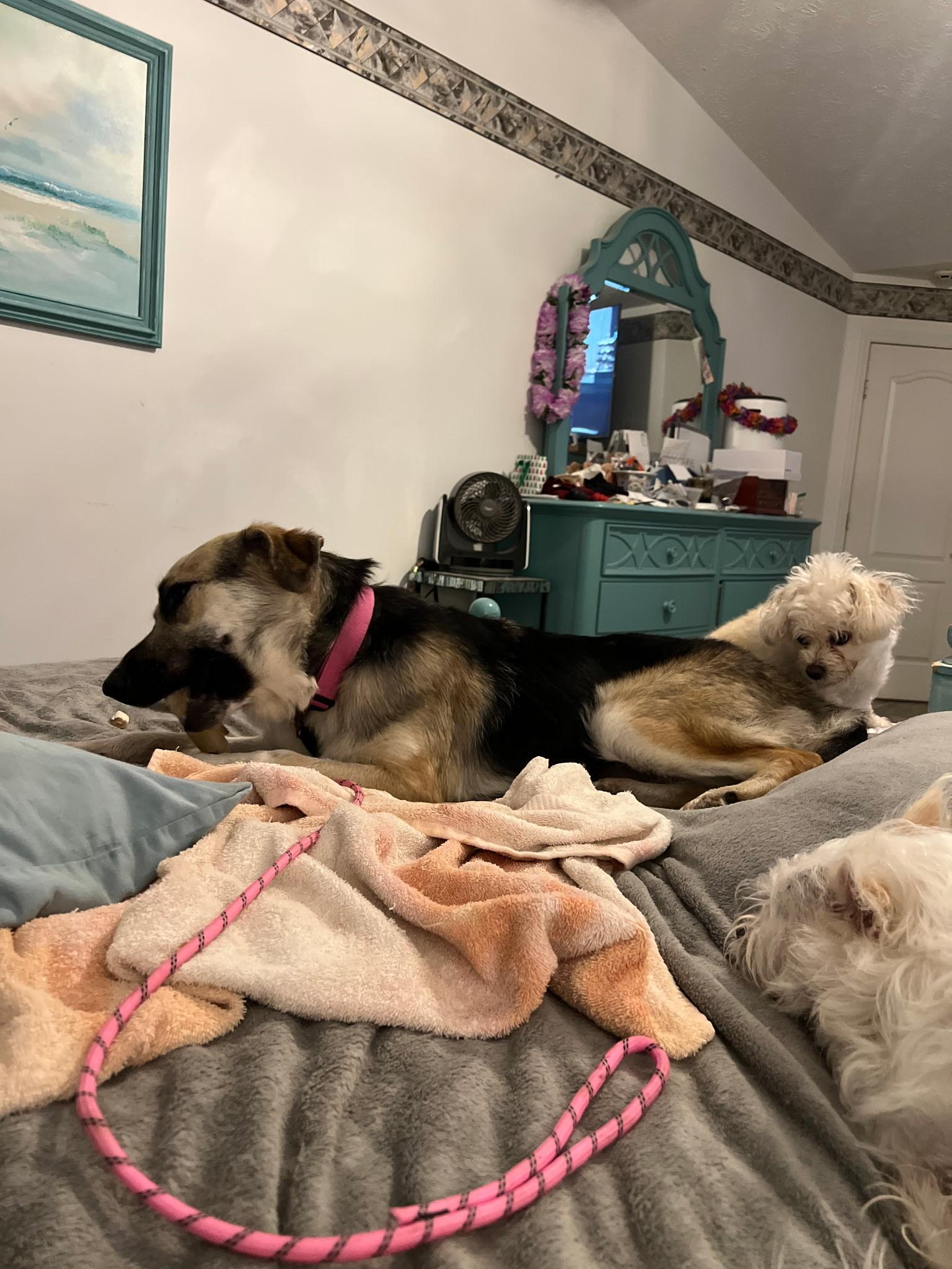 Enlarge Jayla, an adoptable German Shepherd Dog in Port Saint Lucie, FL image 2/5