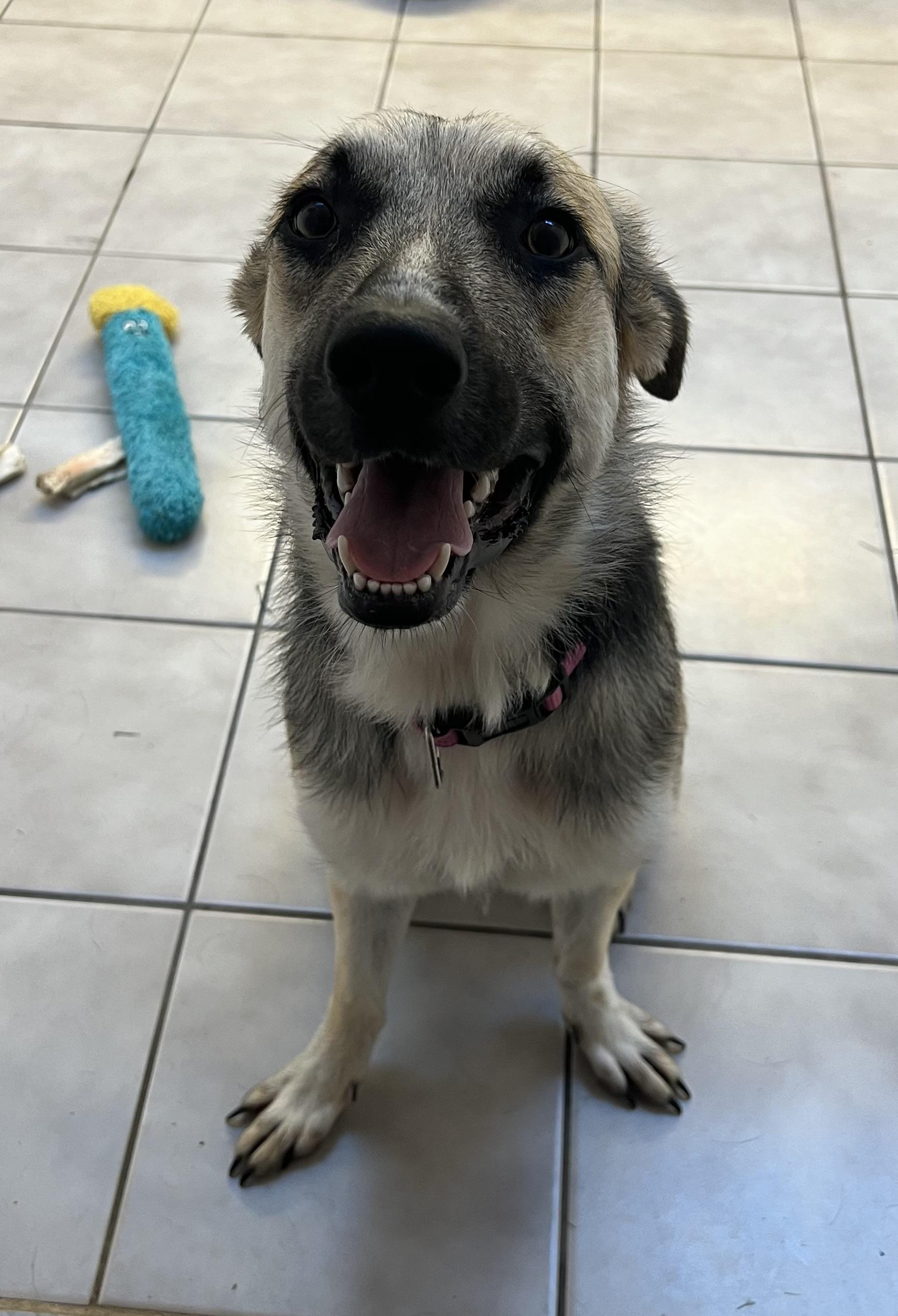 Enlarge Jayla, an adoptable German Shepherd Dog in Port Saint Lucie, FL image 1/5