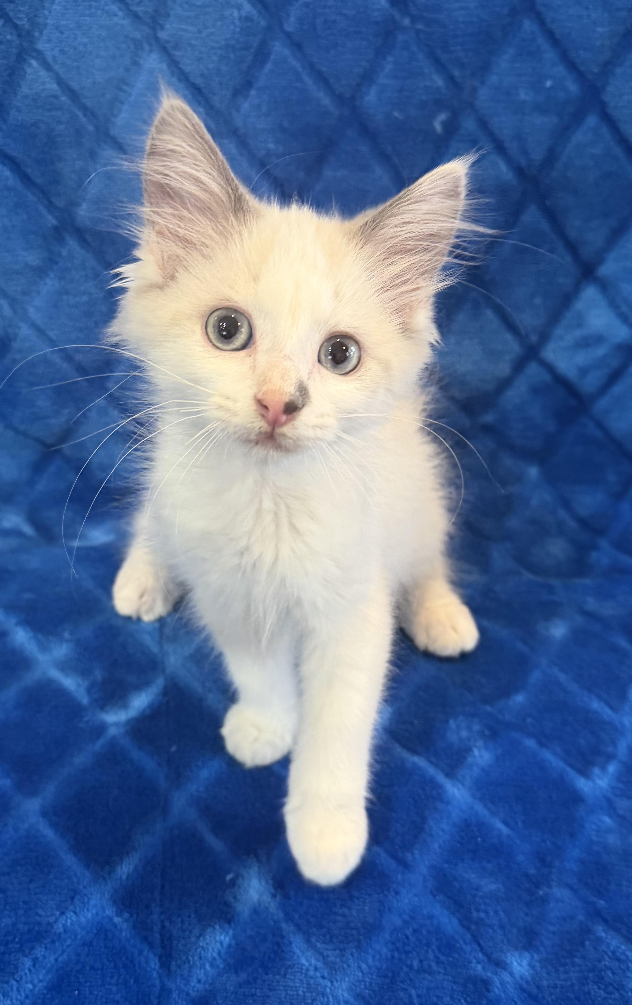 Enlarge Hank, a Adoptable mixed breed in Lake Monroe, FL image 4/4