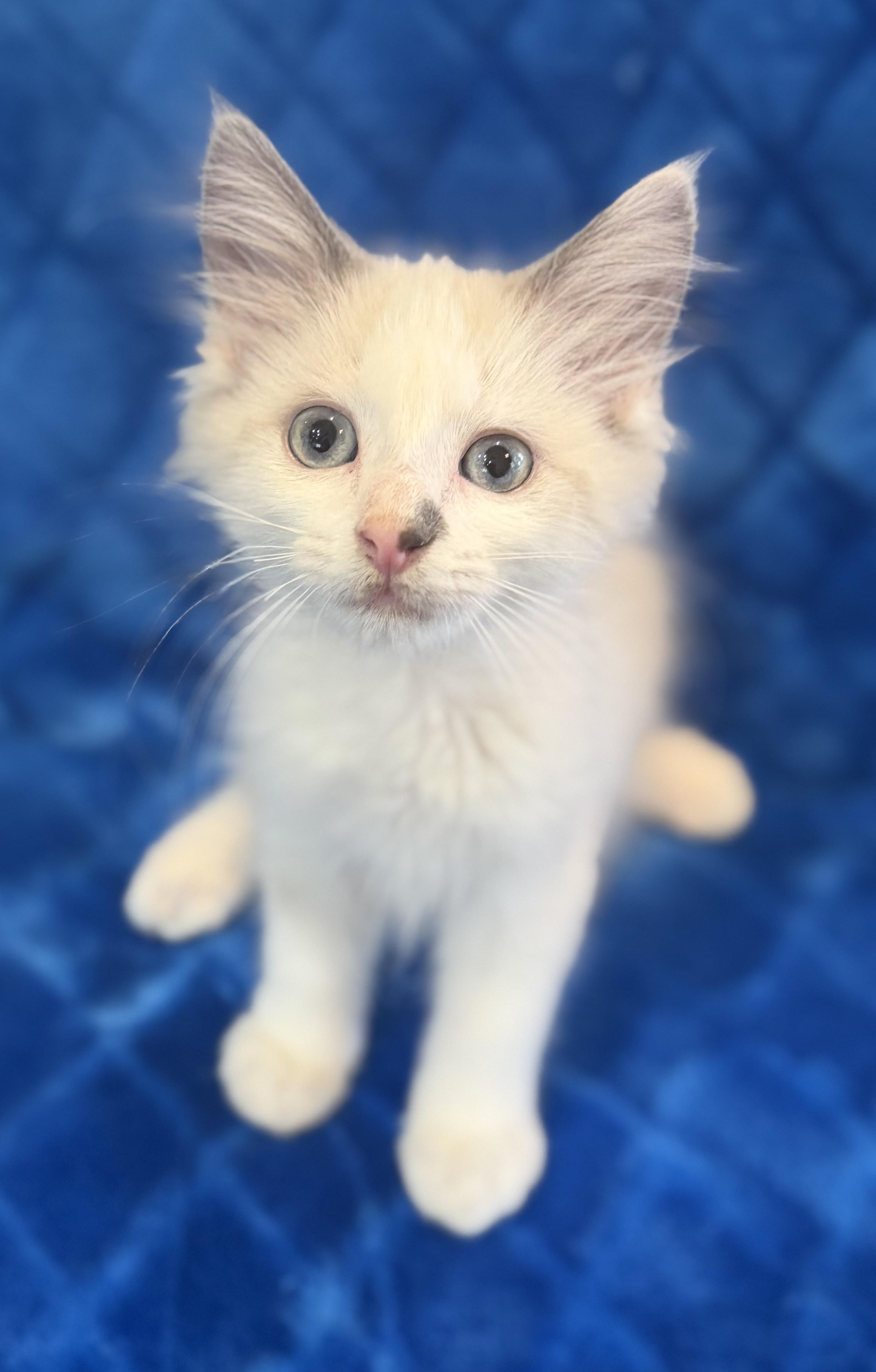 Hank, Adoptable, Kitten Male Siamese & Manx.