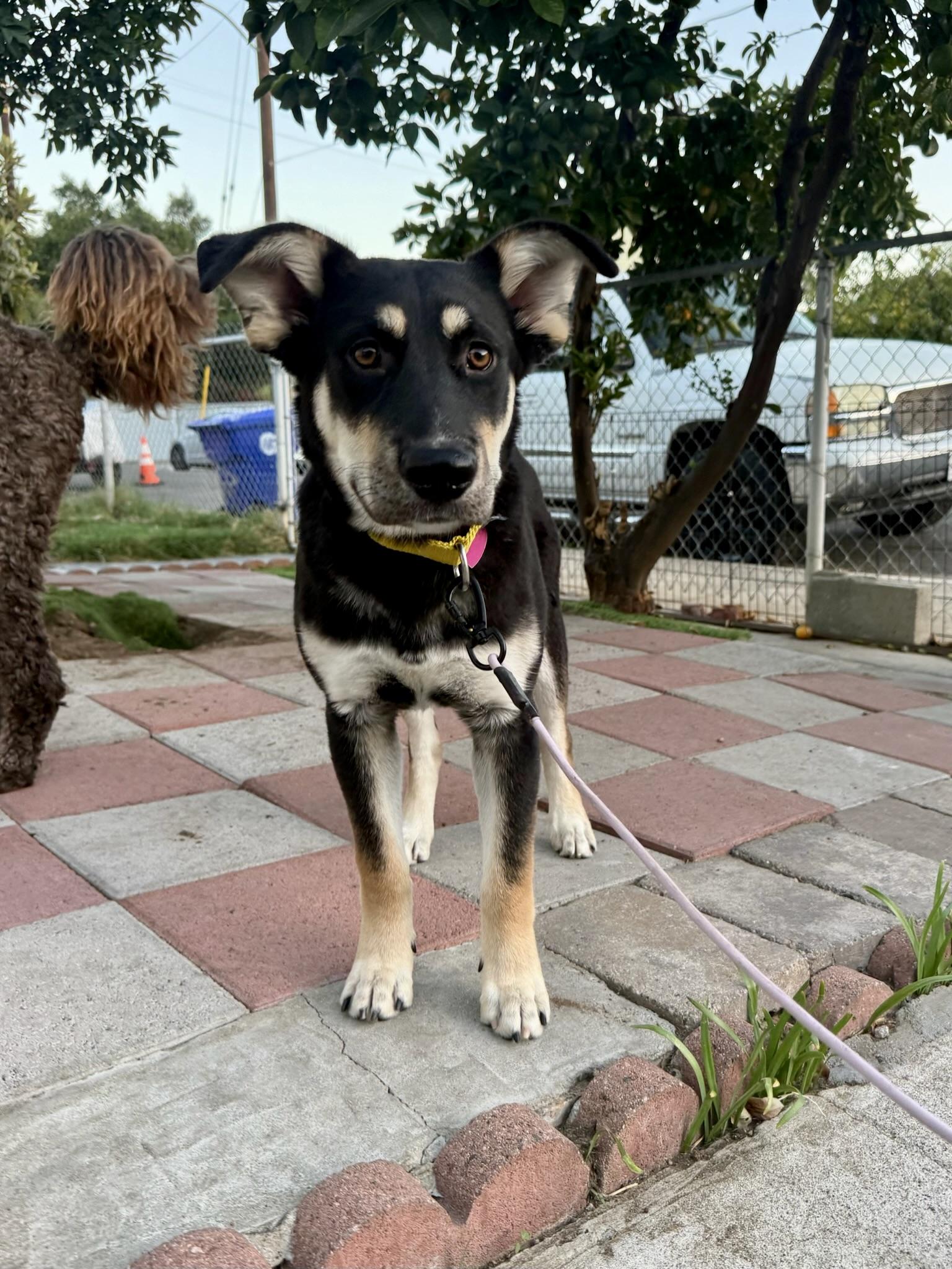 Enlarge Flint, a Adoptable mixed breed in Los Angeles, CA image 3/6