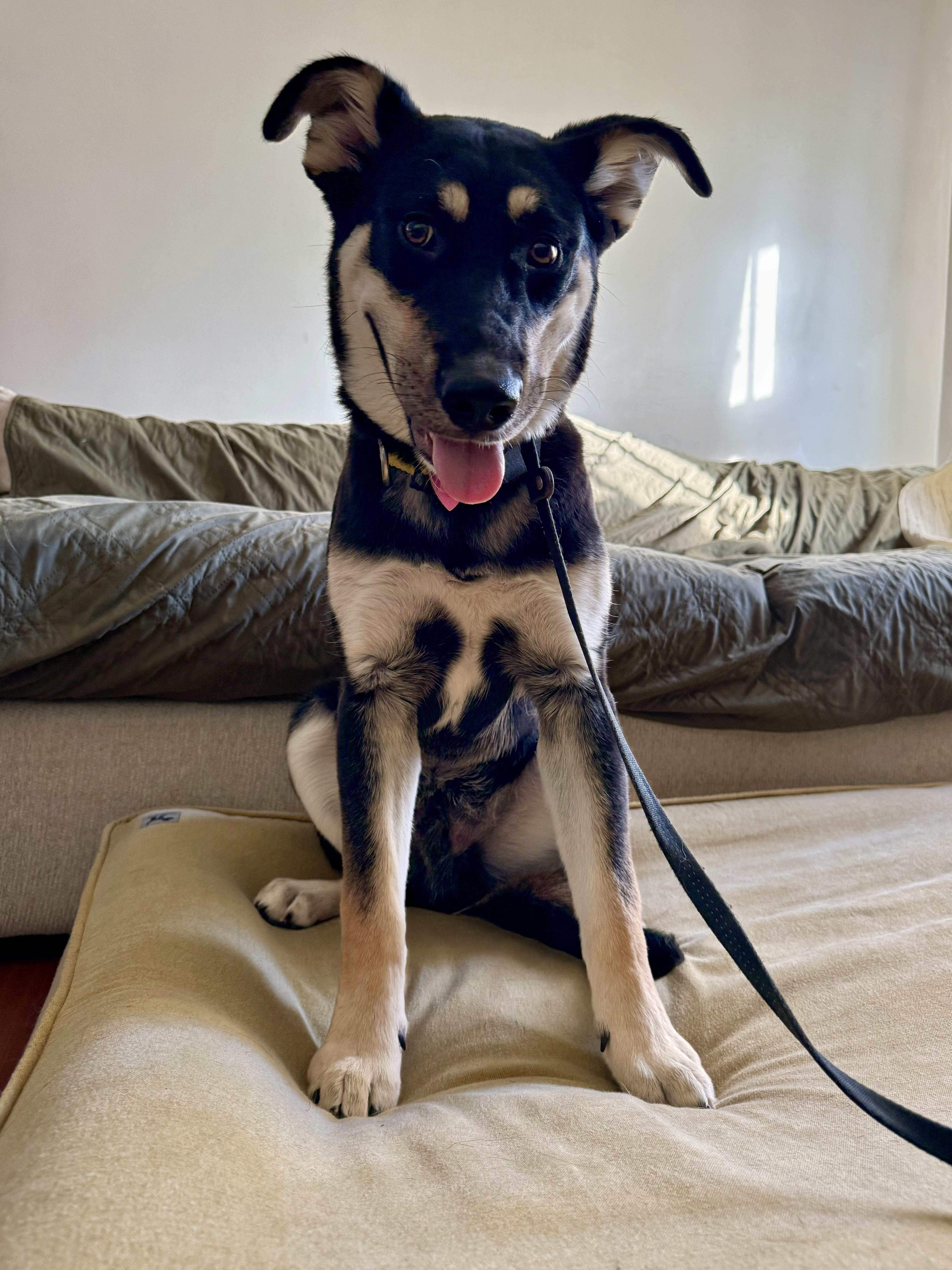 Flint, Adoptable, Young Male German Shepherd Dog & Cattle Dog.