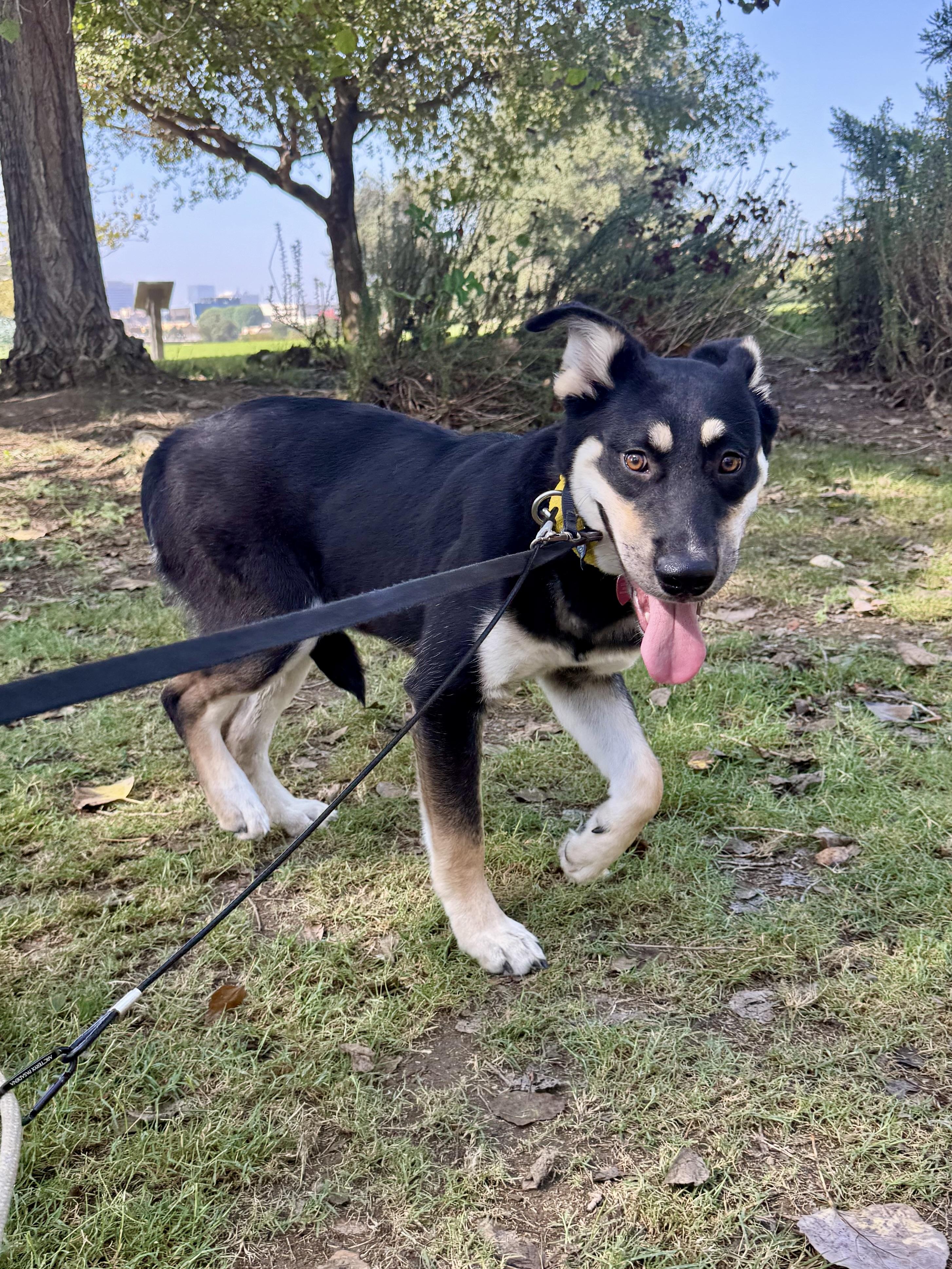 Enlarge Flint, a Adoptable mixed breed in Los Angeles, CA image 4/6