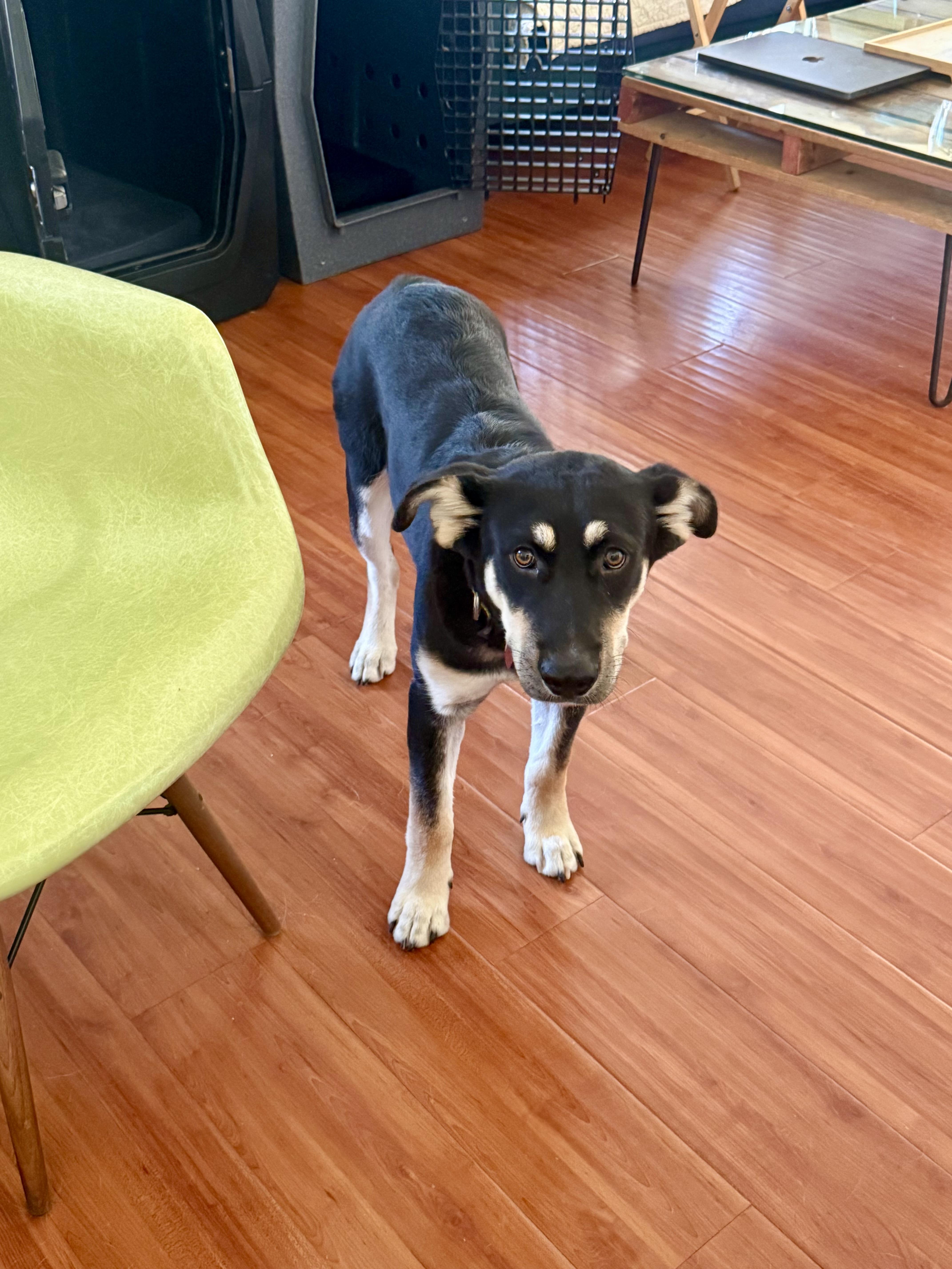 Enlarge Flint, a Adoptable mixed breed in Los Angeles, CA image 5/6