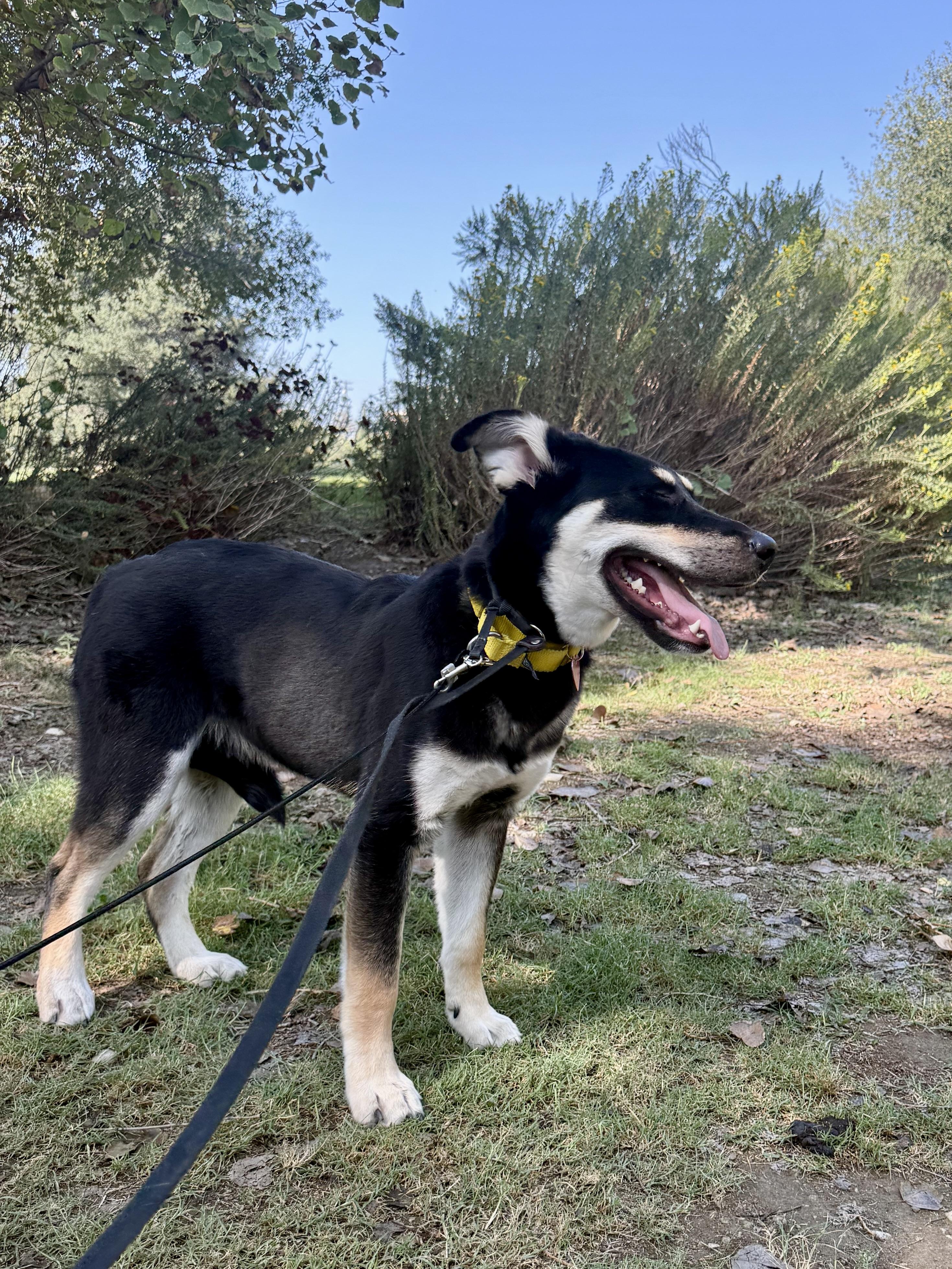 Enlarge Flint, a Adoptable mixed breed in Los Angeles, CA image 2/6