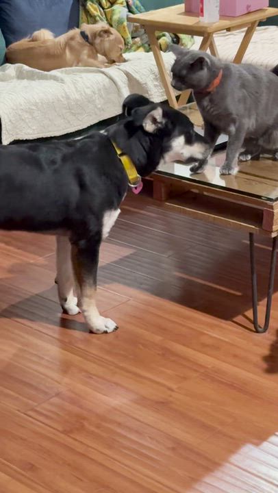 Enlarge Flint, a Adoptable mixed breed in Los Angeles, CA video 6/6
