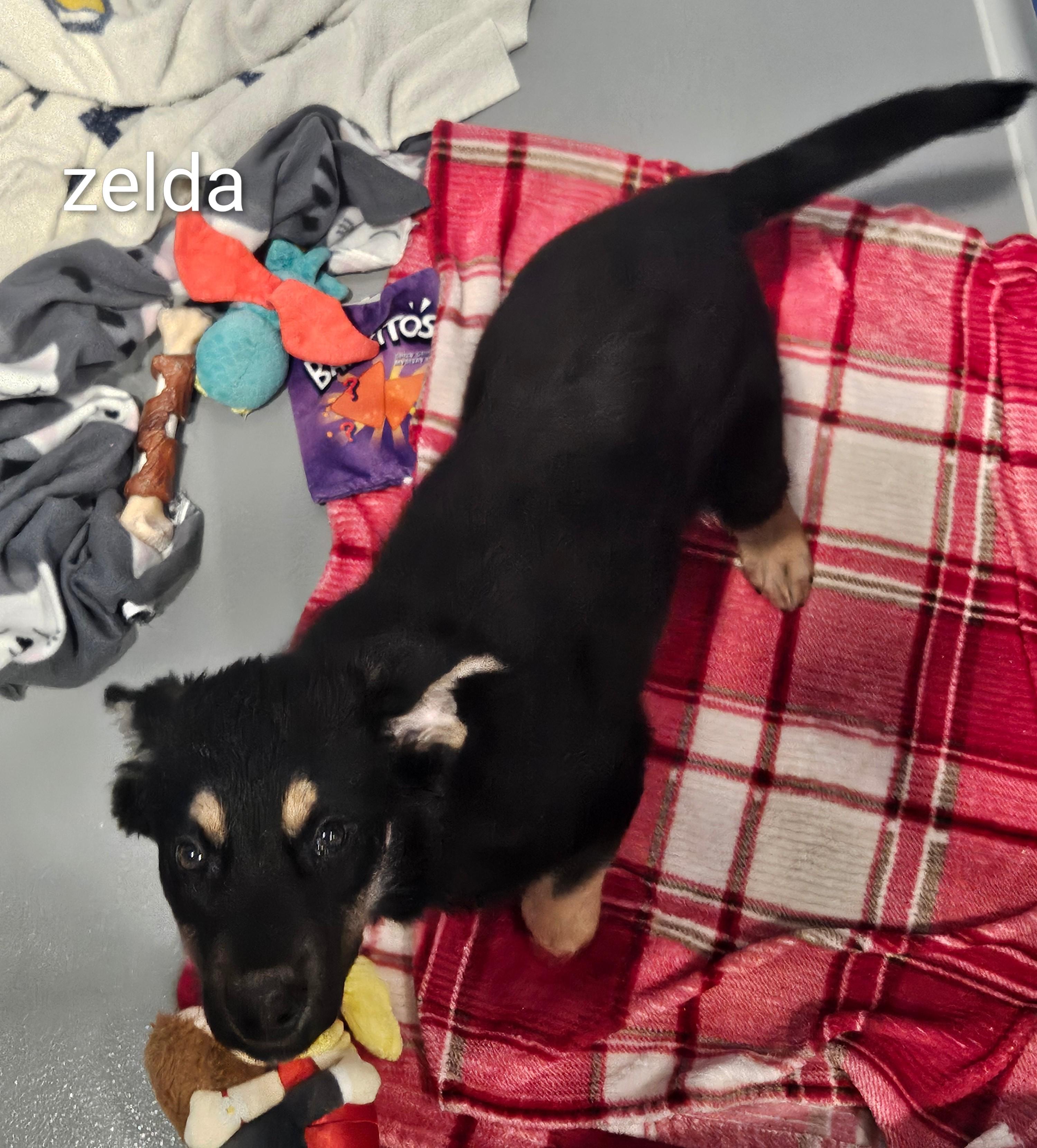 Zelda, adopted, Puppy Female German Shepherd Dog.