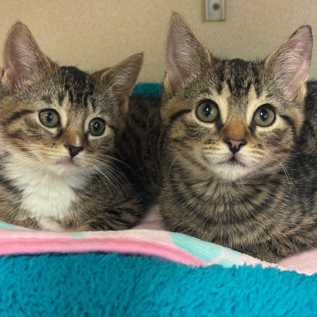 Enlarge Bunnie & Jelly, a ADOPTABLE Domestic Short Hair in Eatontown, NJ image 1/2